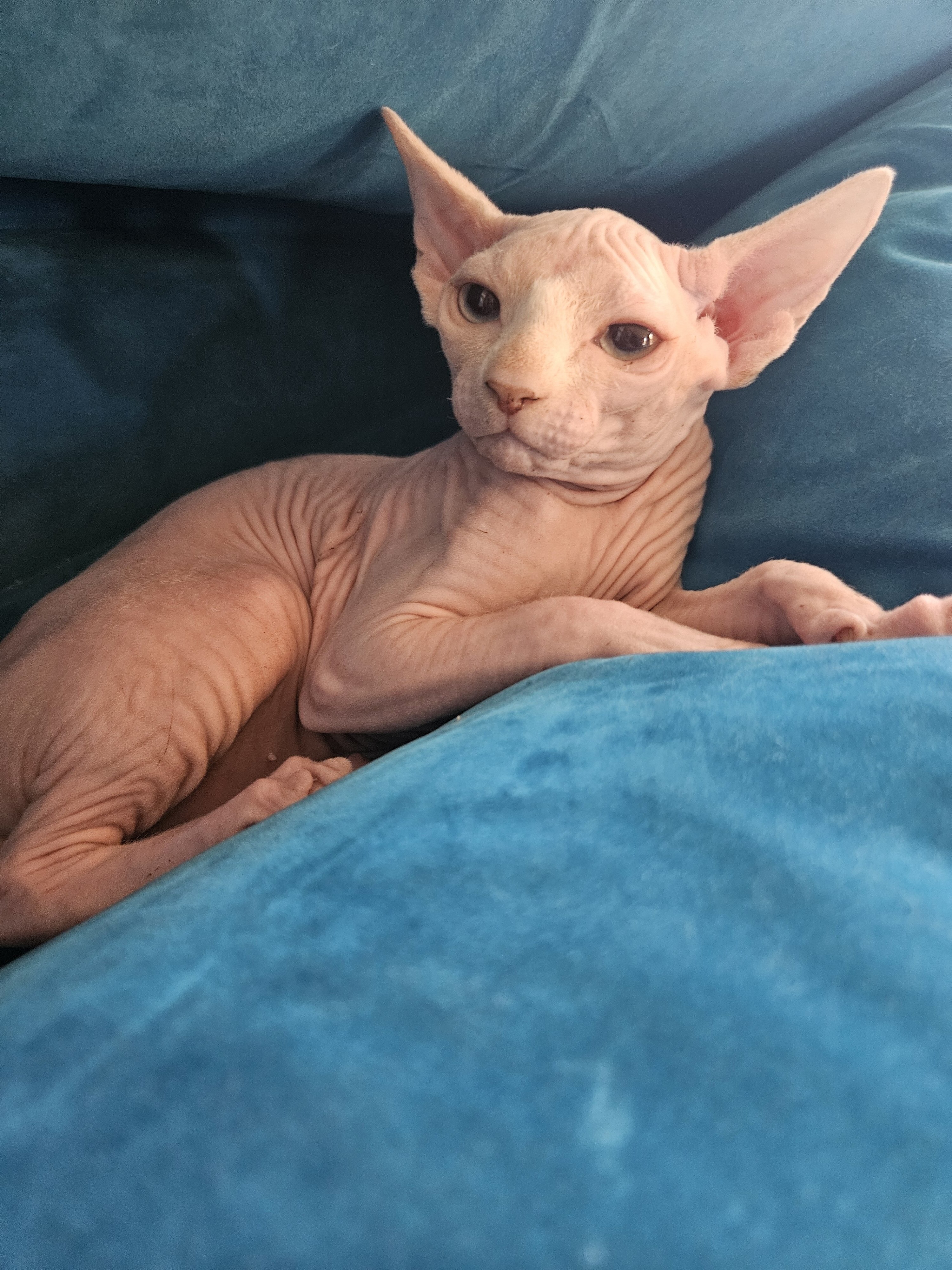 Sphynx Kitten Girl image 3