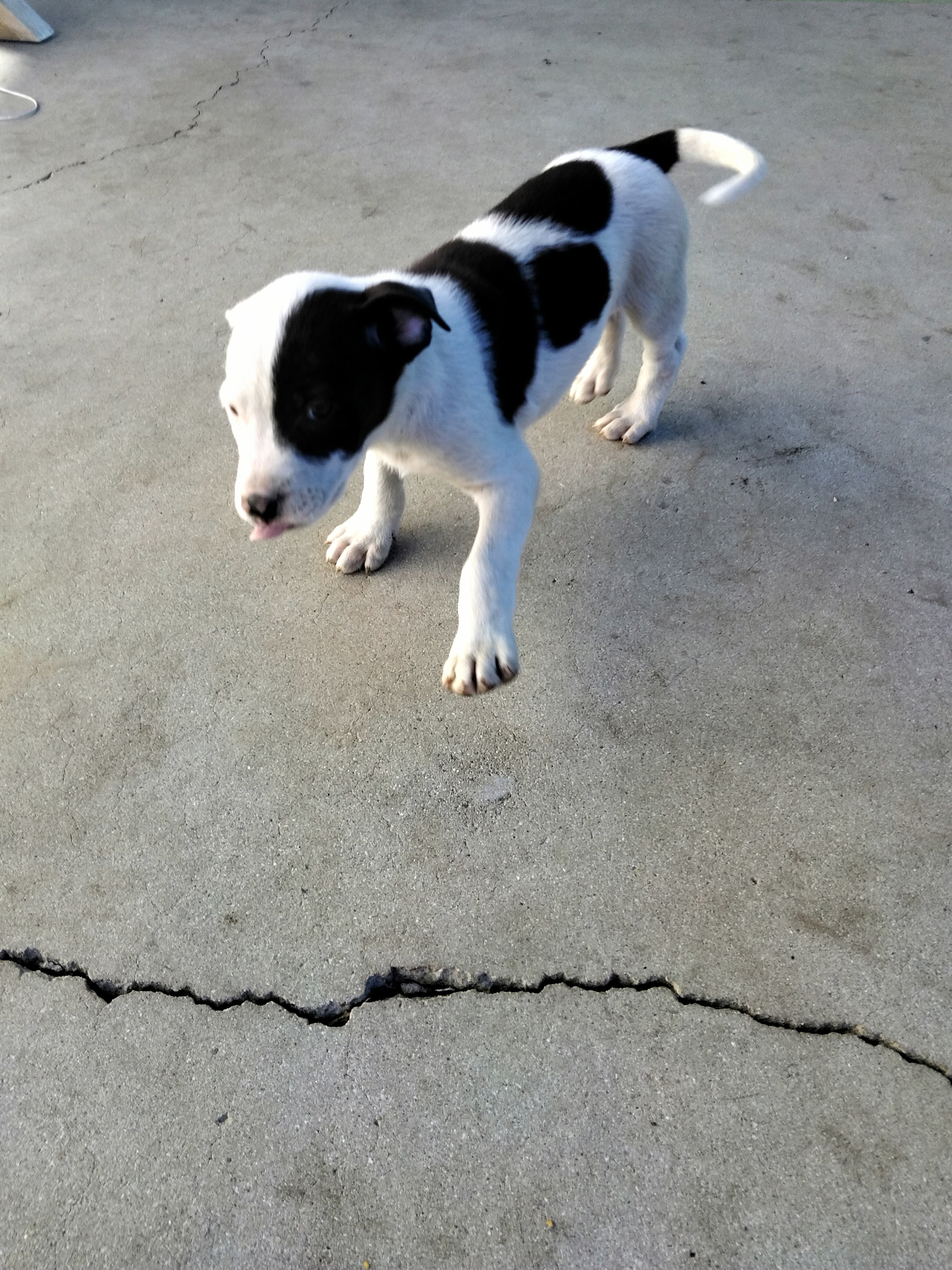 Pitbull puppy image 3