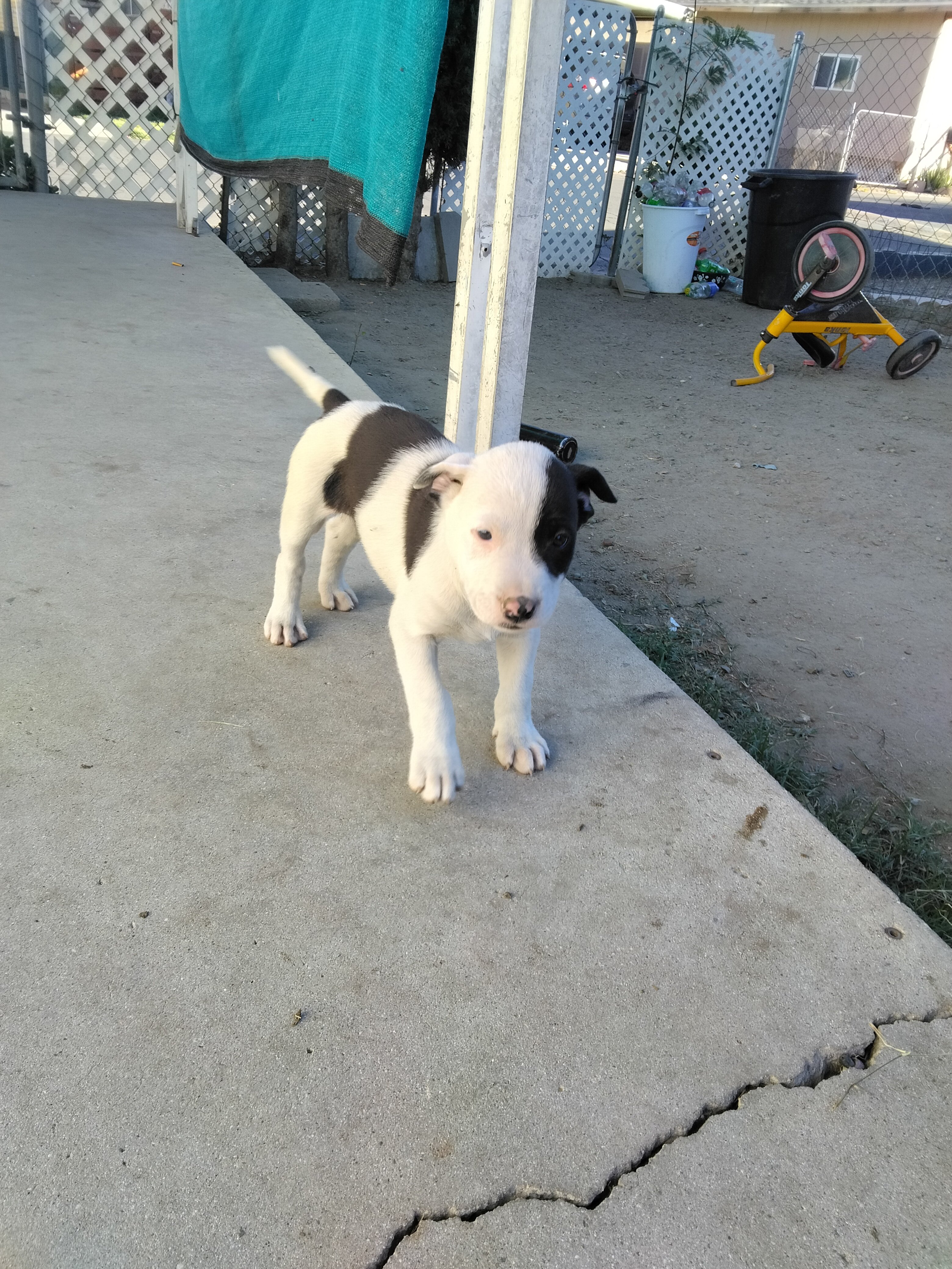 Pitbull puppy image 1