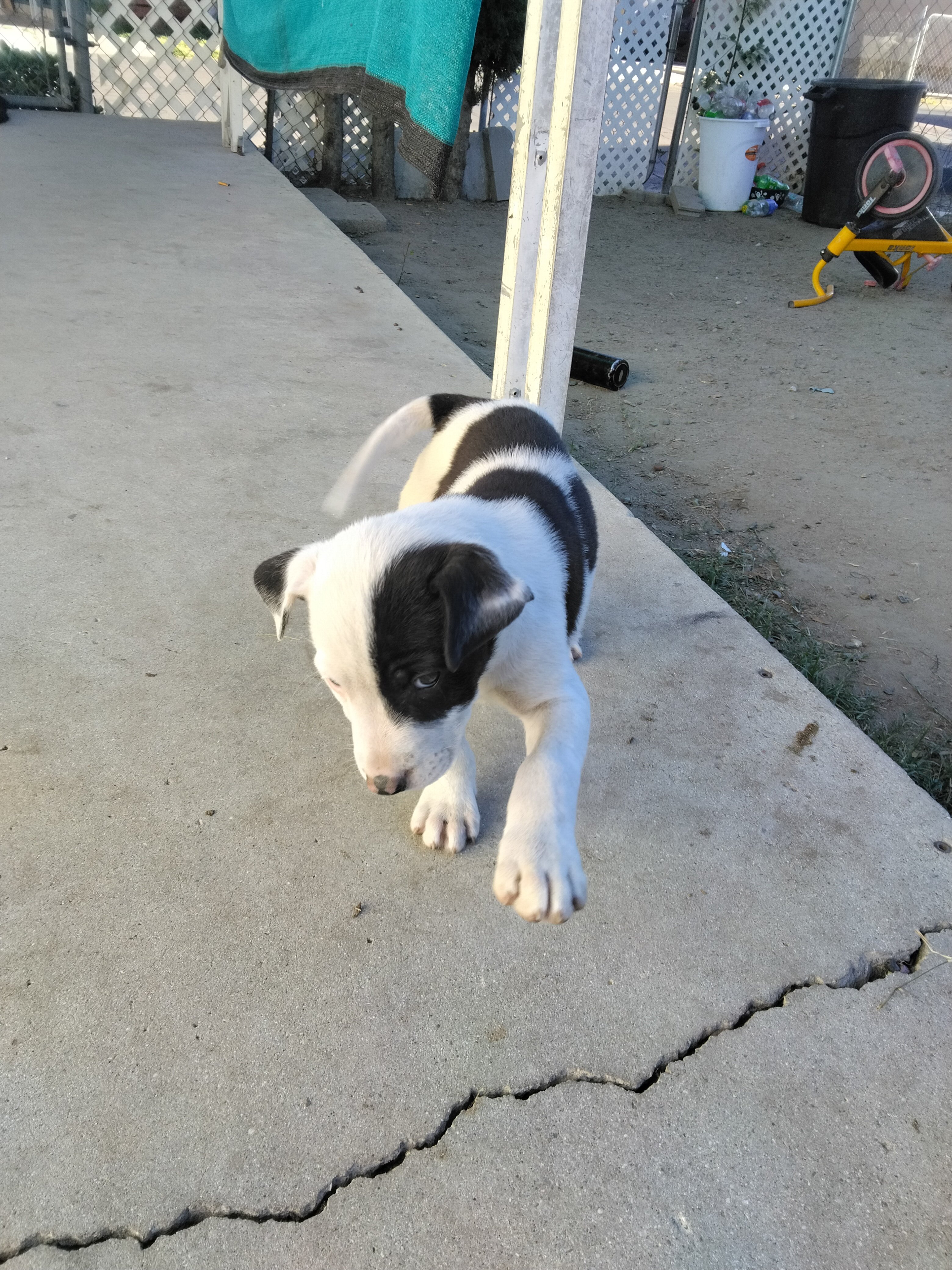 Pitbull puppy image 2