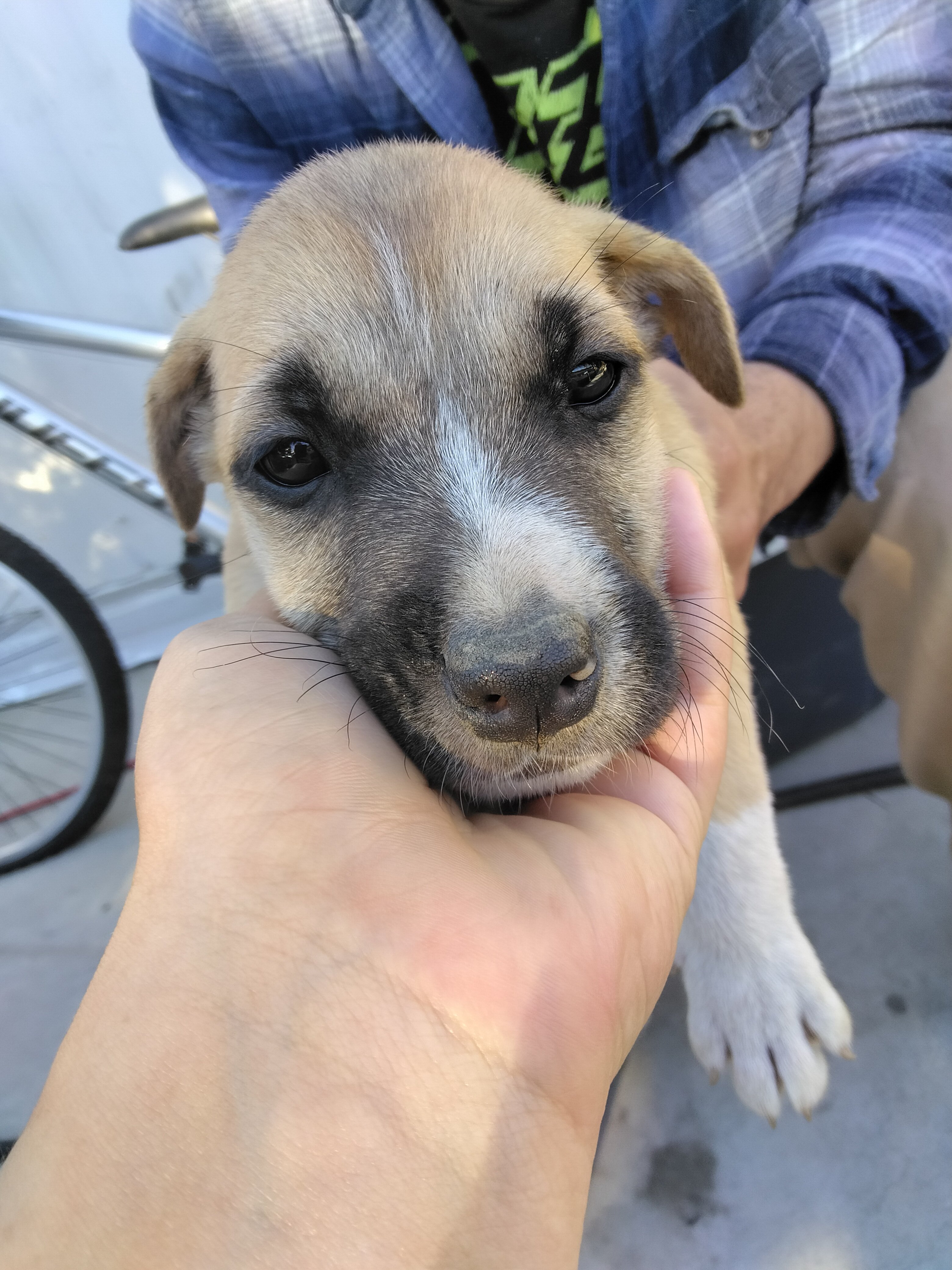 Male Pitbull puppy image 3
