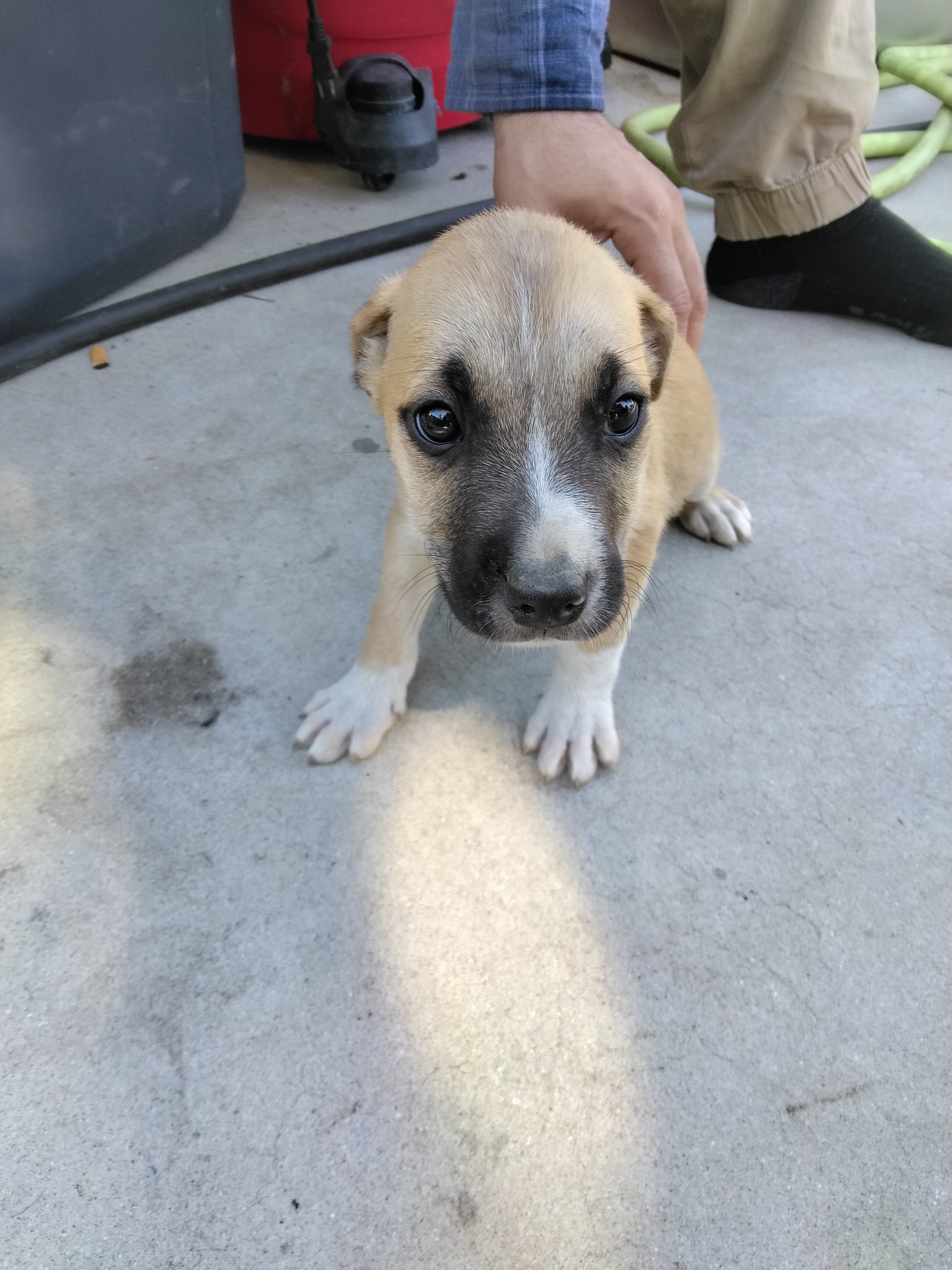 Male Pitbull puppy image 2