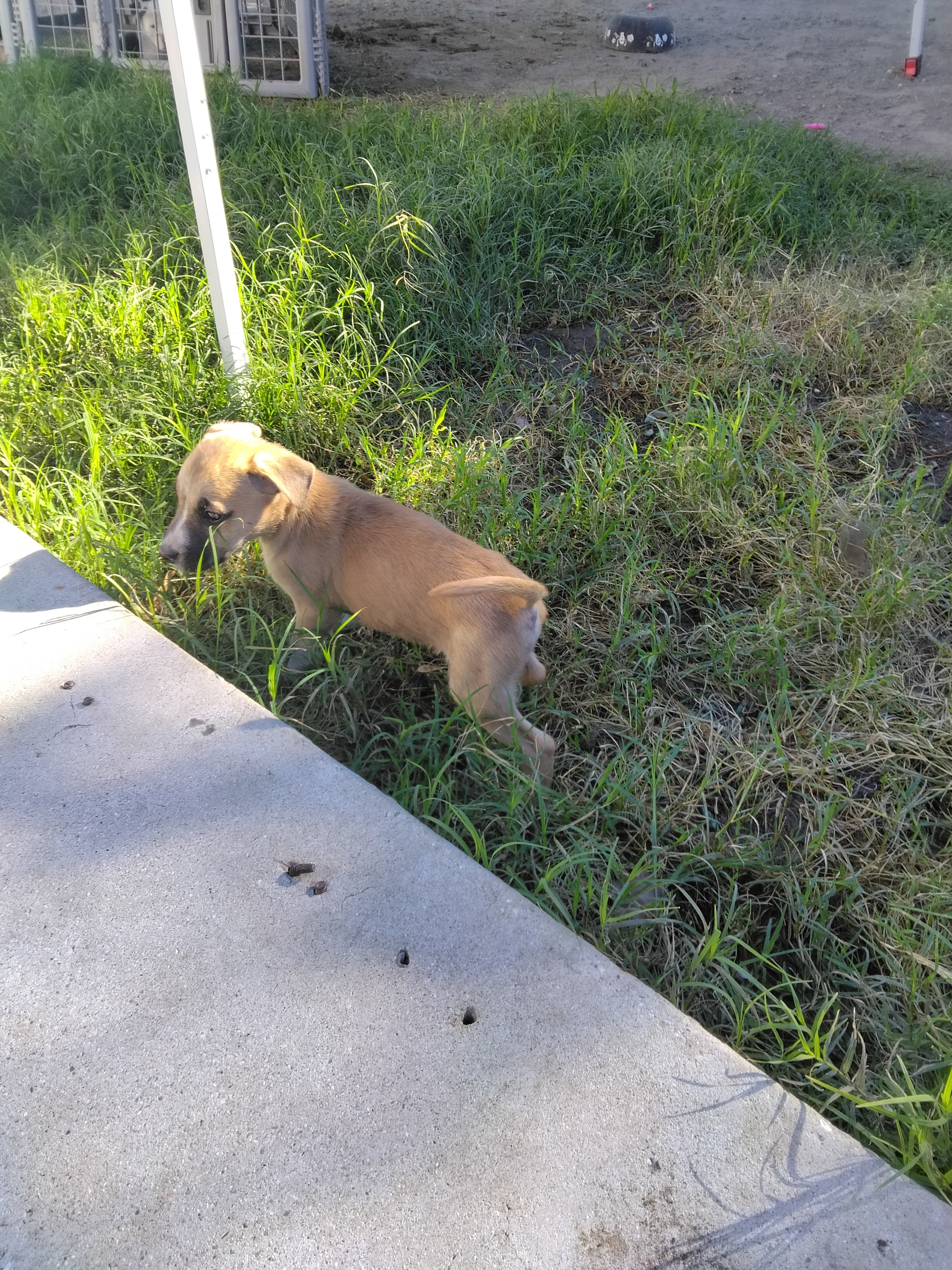 Male Pitbull puppy image 1