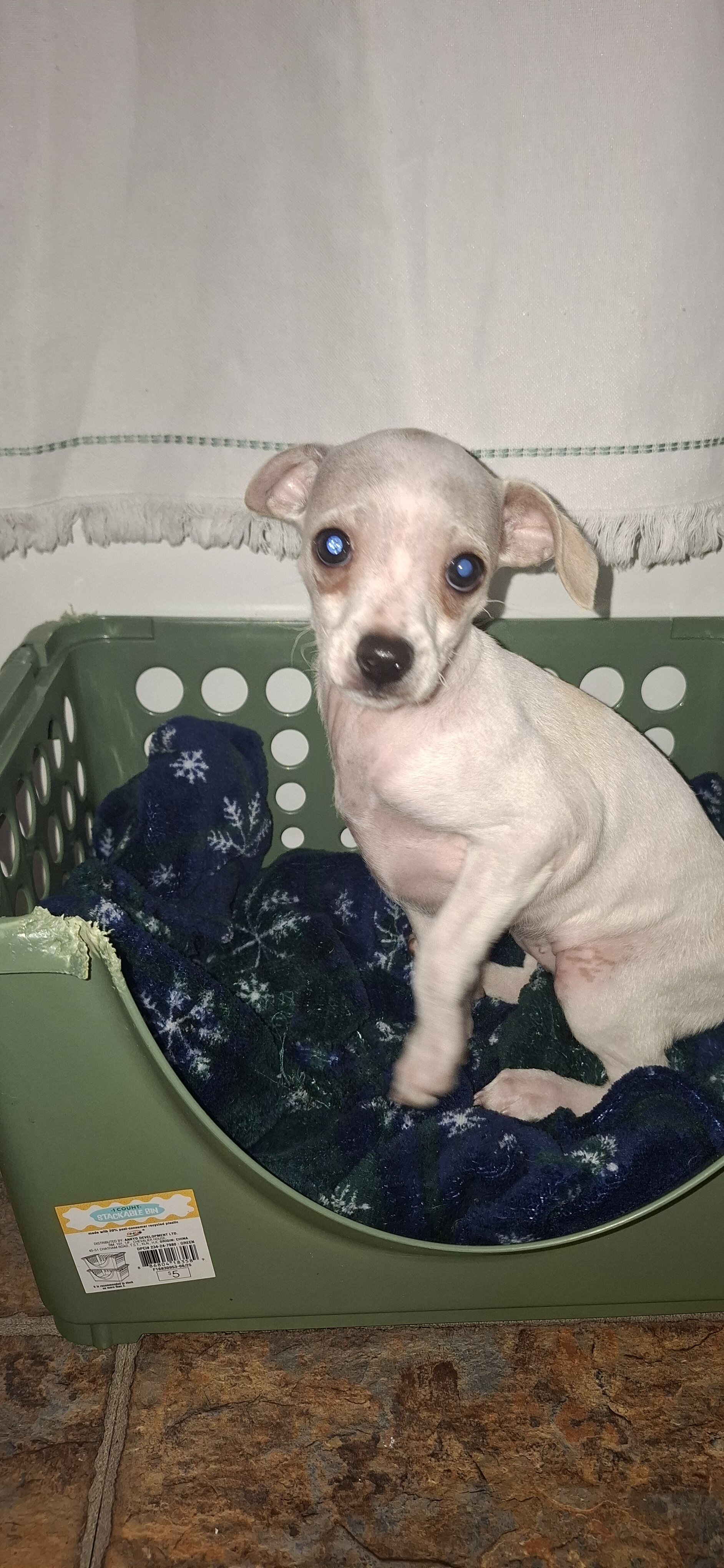 Female deerhead Chihuahua-terrier mix — 7.5 weeks image 1