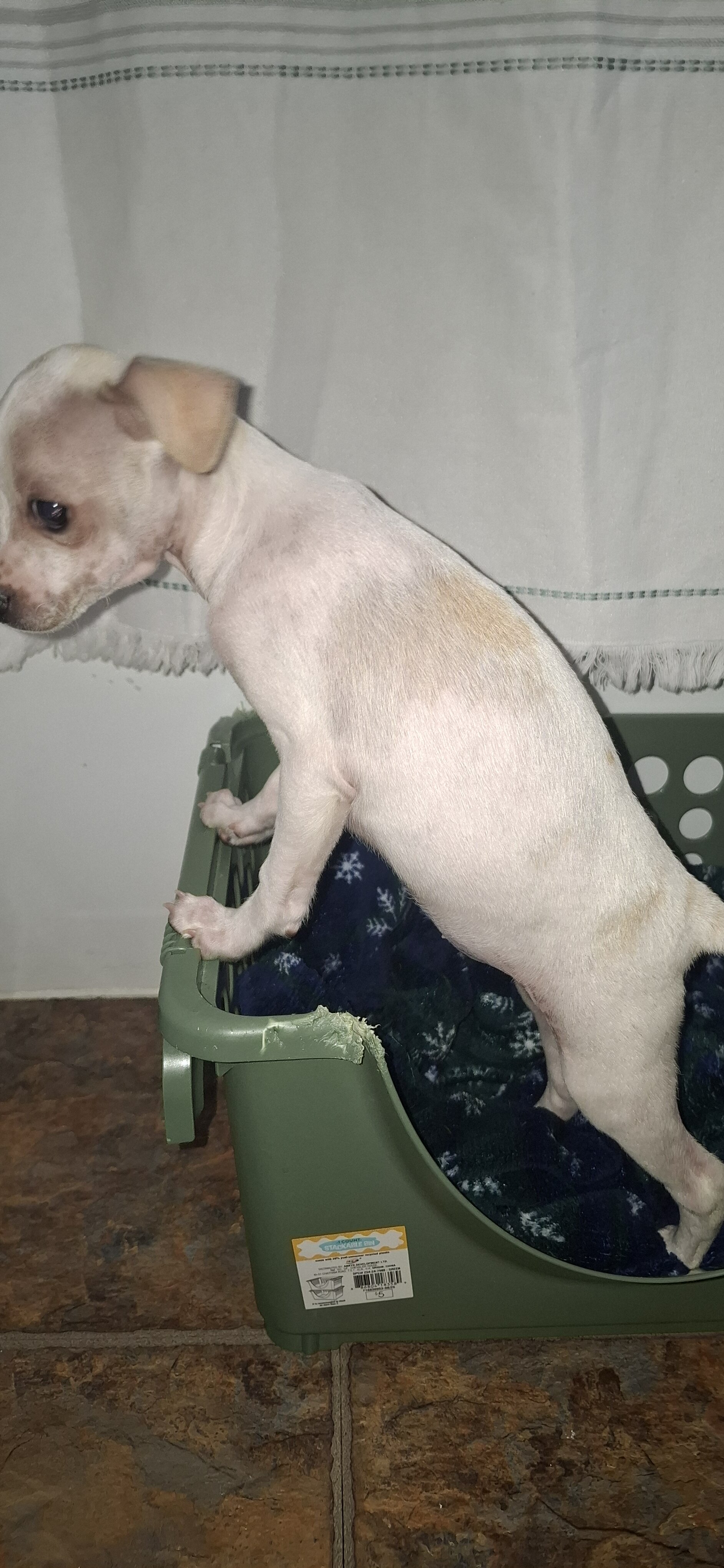 Female deerhead Chihuahua-terrier mix — 7.5 weeks image 2