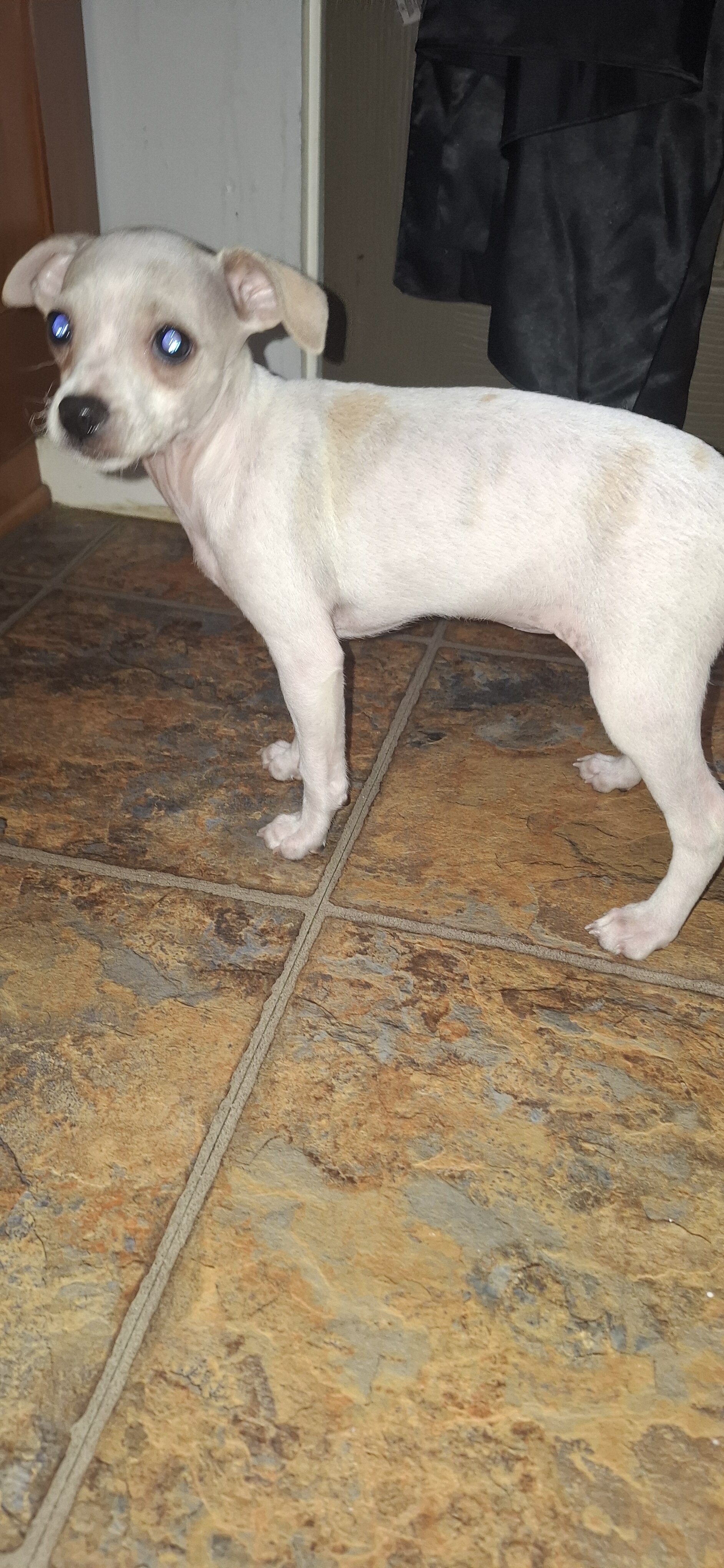 Female deerhead Chihuahua-terrier mix — 7.5 weeks image 3