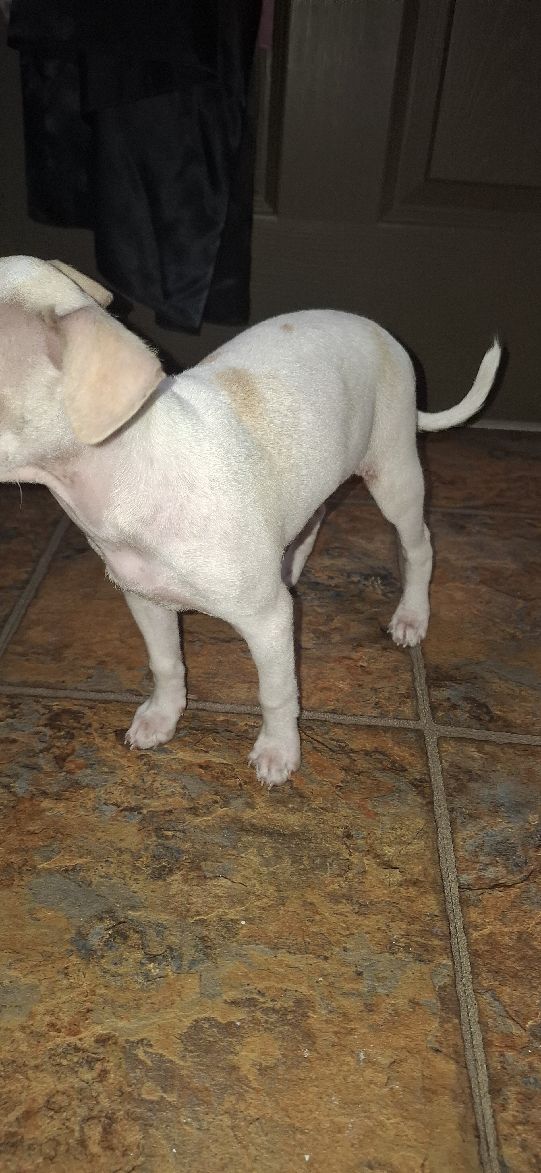 Female deerhead Chihuahua-terrier mix — 7.5 weeks image 4