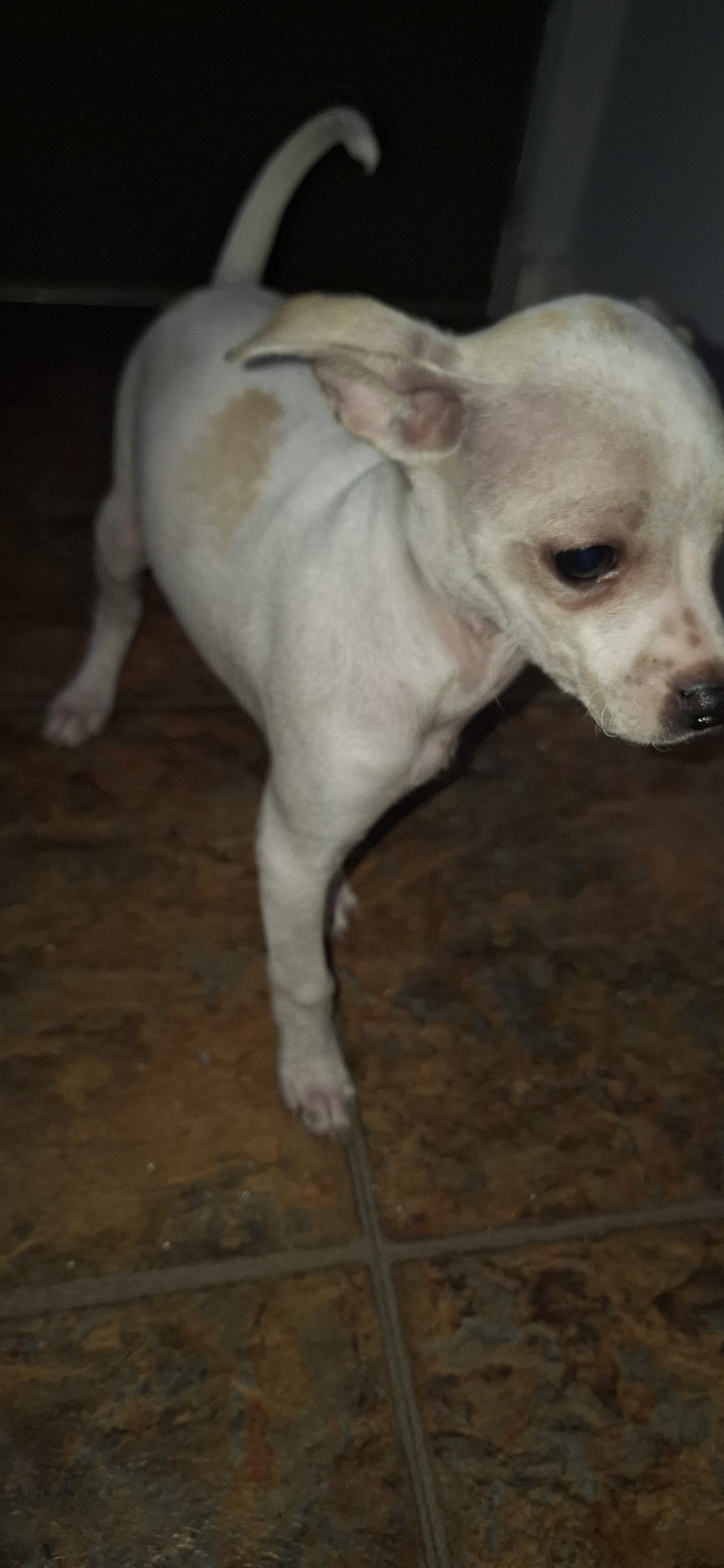 Female deerhead Chihuahua-terrier mix — 7.5 weeks image 5
