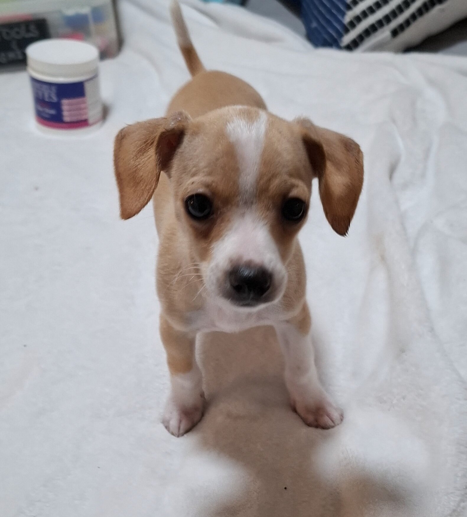 Female deerhead Chihuahua-terrier mix — 7.5 weeks image 6