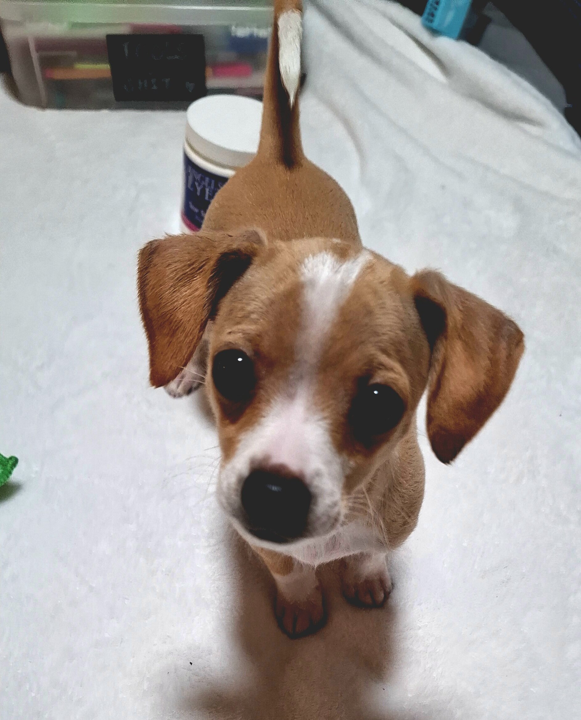Female deerhead Chihuahua-terrier mix — 7.5 weeks image 7
