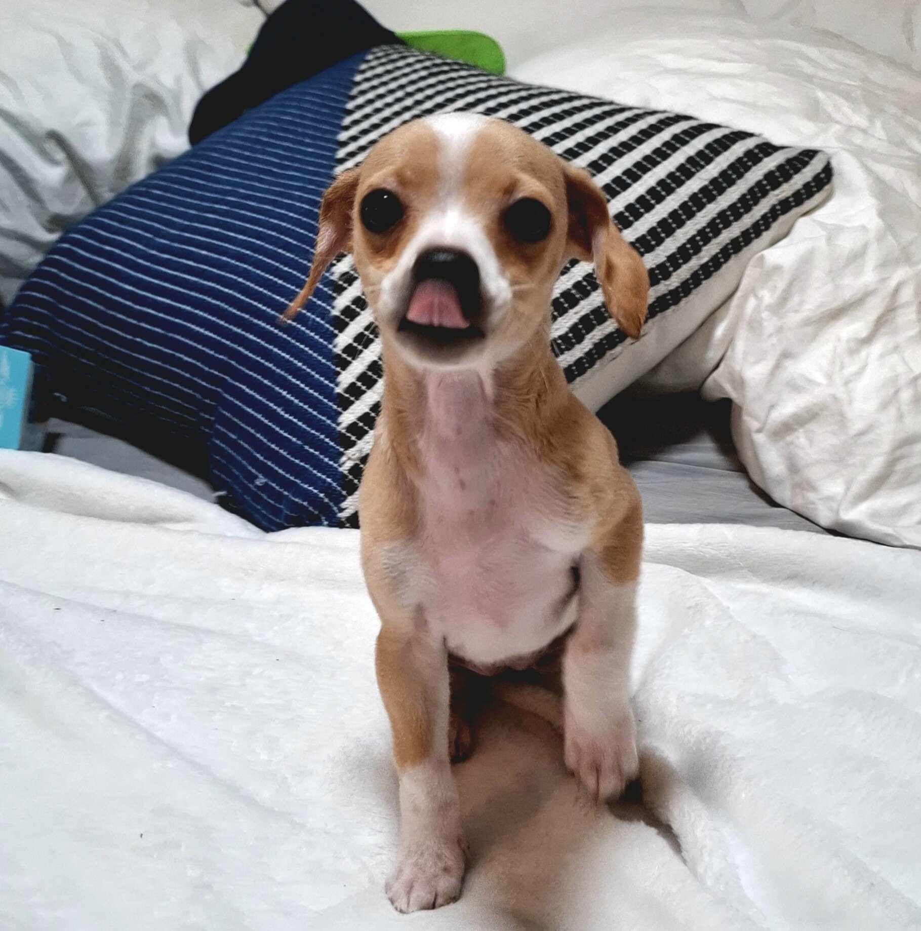Female deerhead Chihuahua-terrier mix — 7.5 weeks image 8