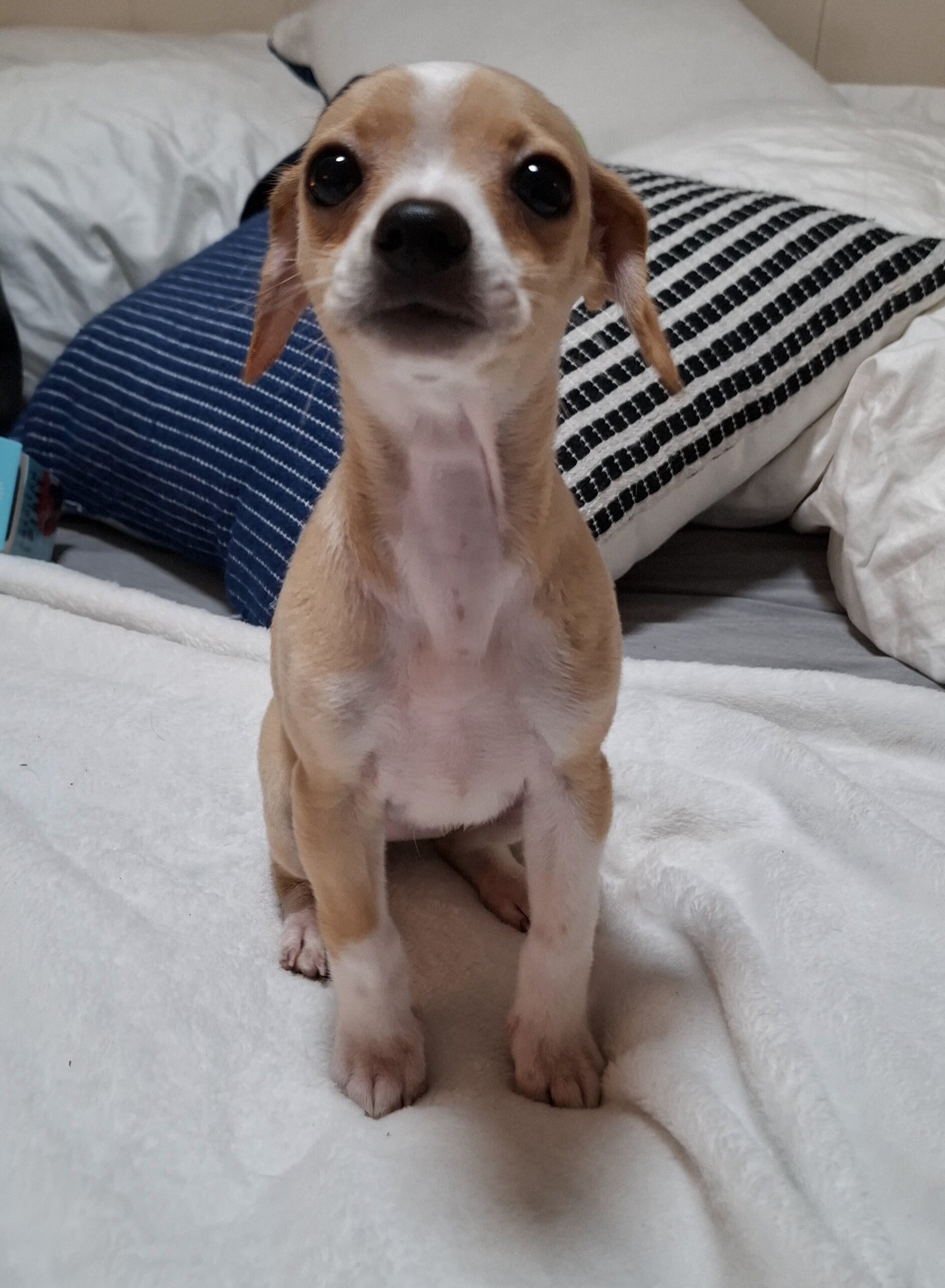 Female deerhead Chihuahua-terrier mix — 7.5 weeks image 9