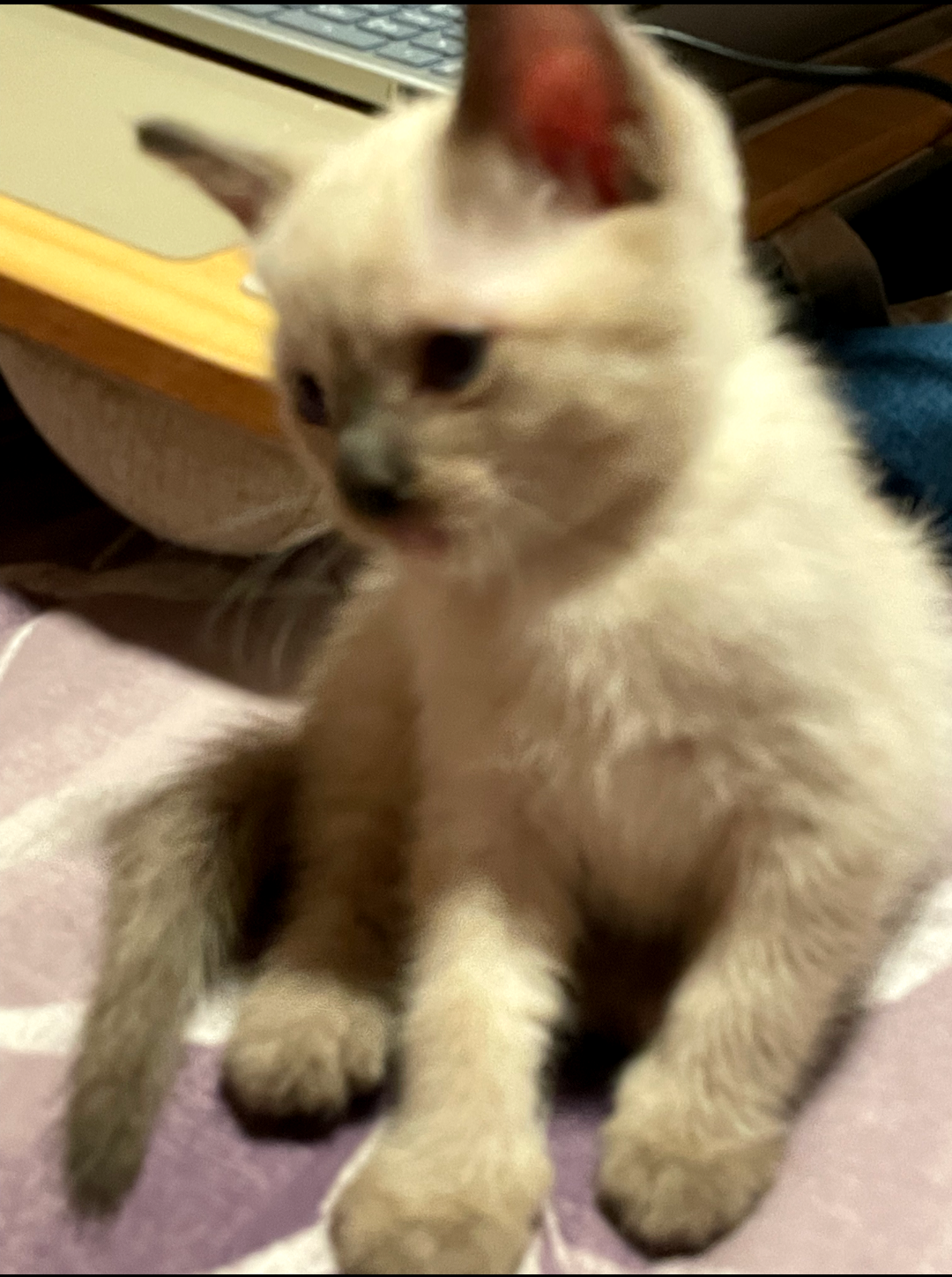 Siamese two males left for sale image 4