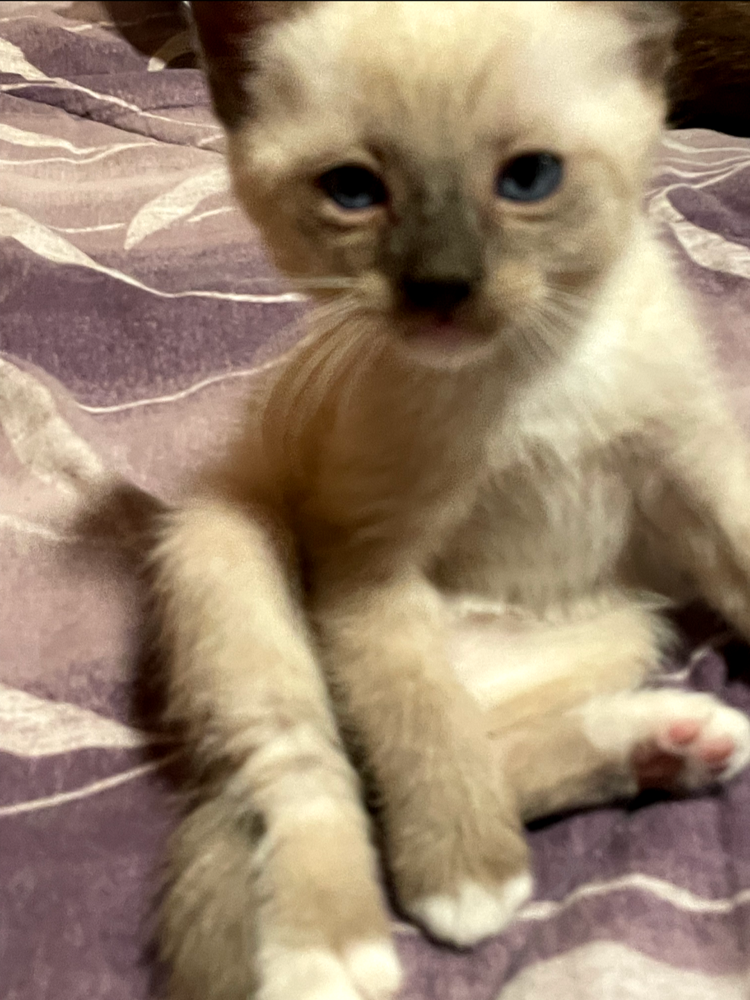 Siamese two males left for sale image 3