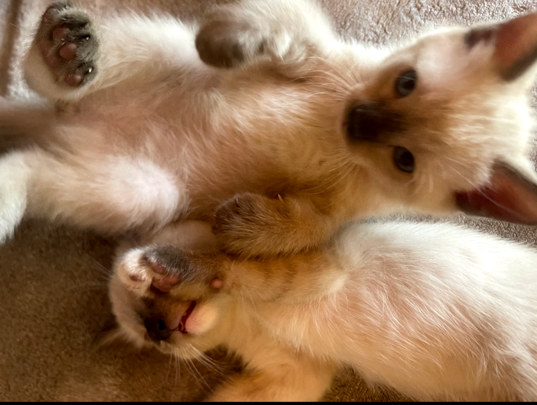 Siamese two males left for sale image 1