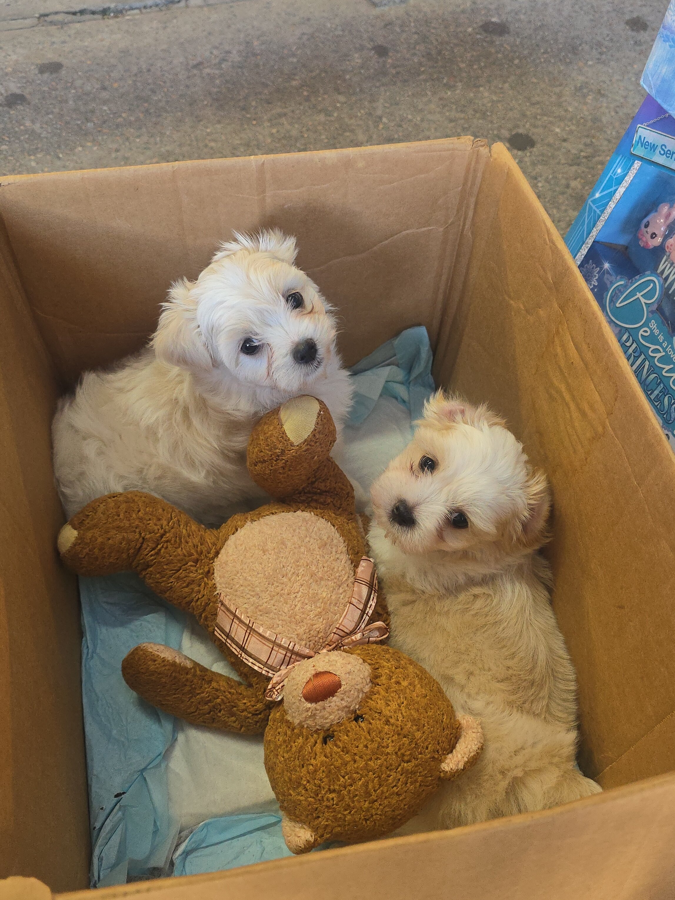 affectionate Shih-Tzu Puppies image 1