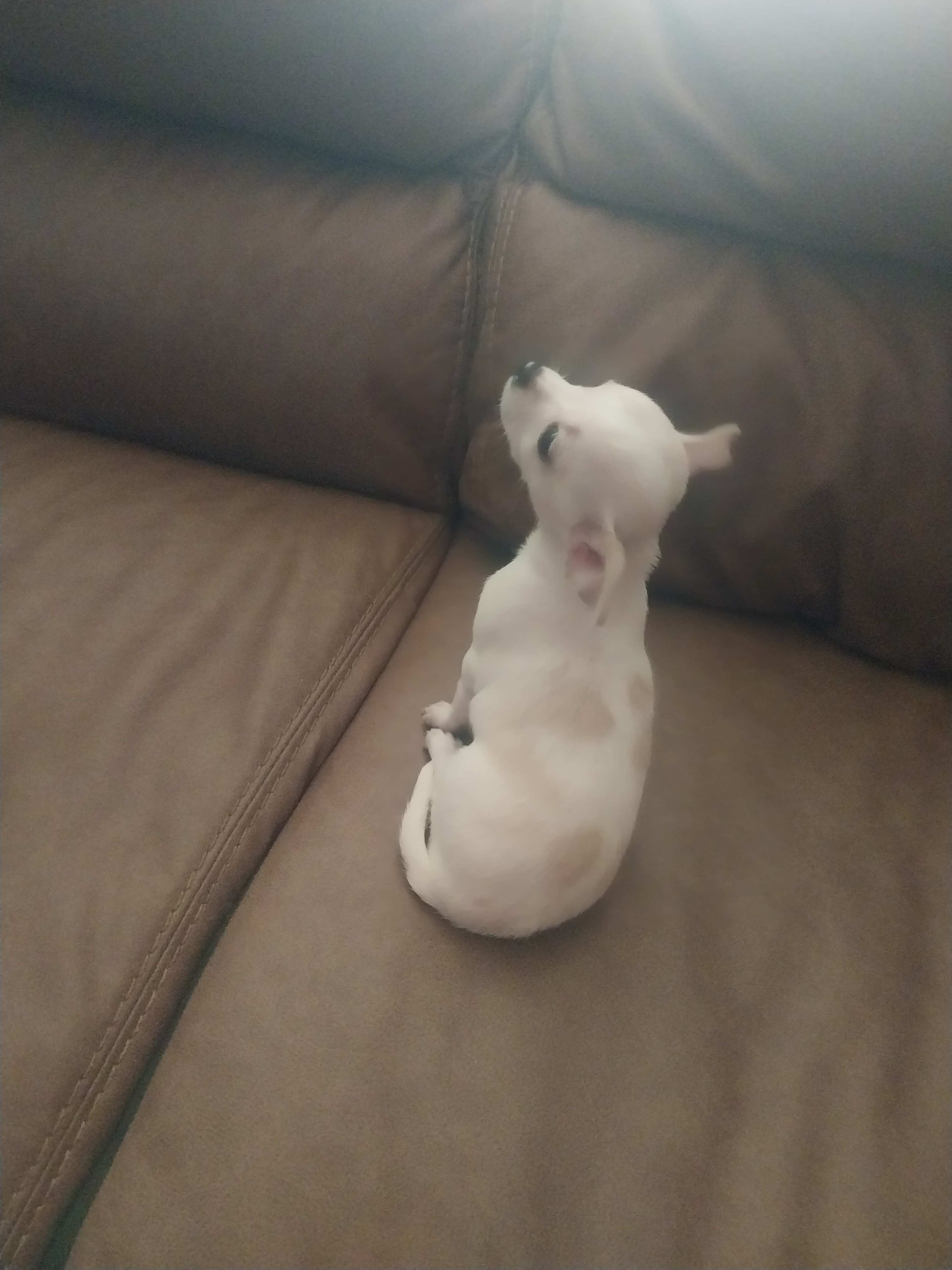 Cute white chihuahua image 1