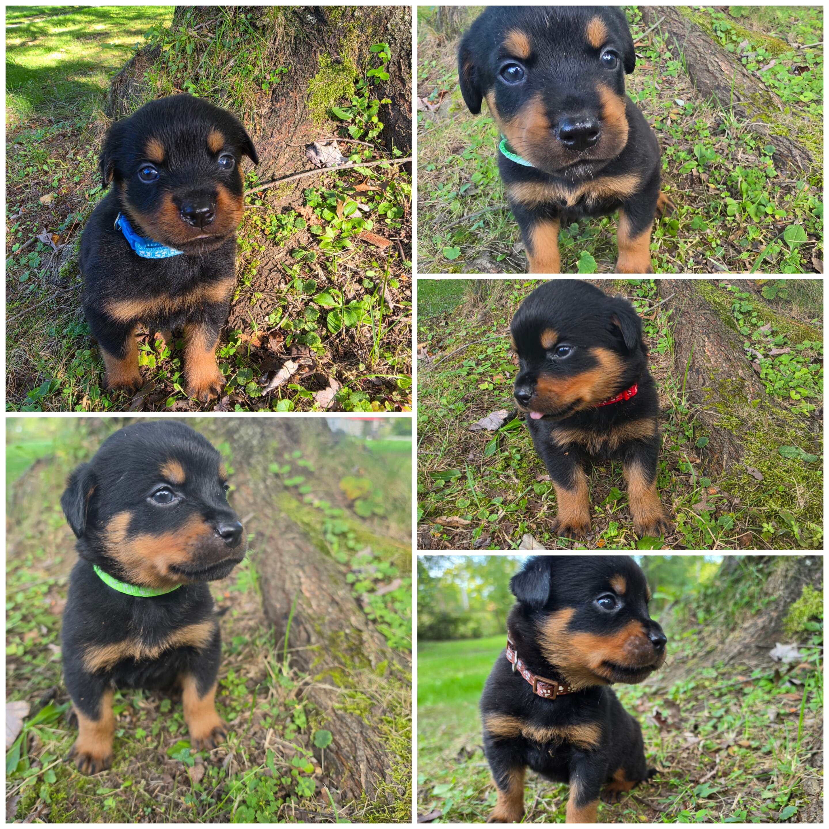 Full blood AKC Rottweiler puppies image 1