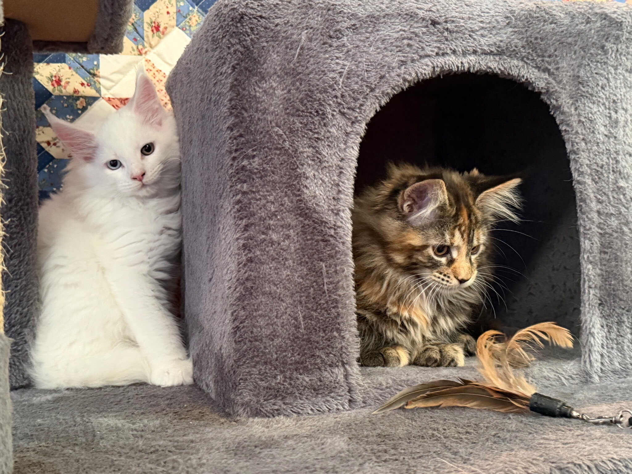 Maine Coon Kittens image 2