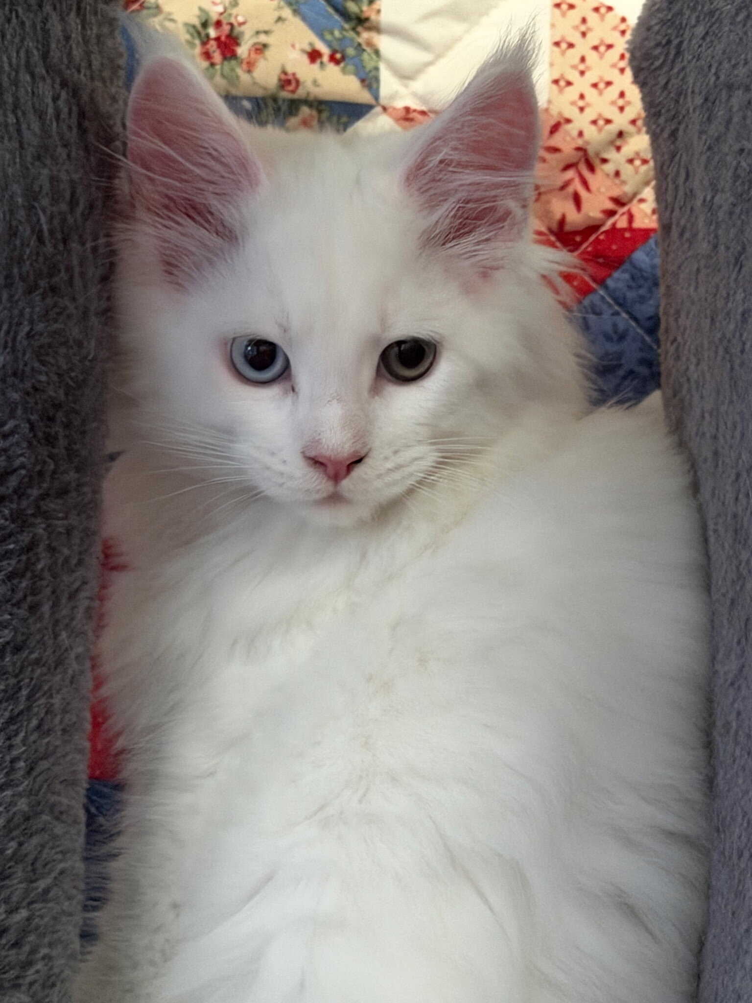 Maine Coon Kittens image 3