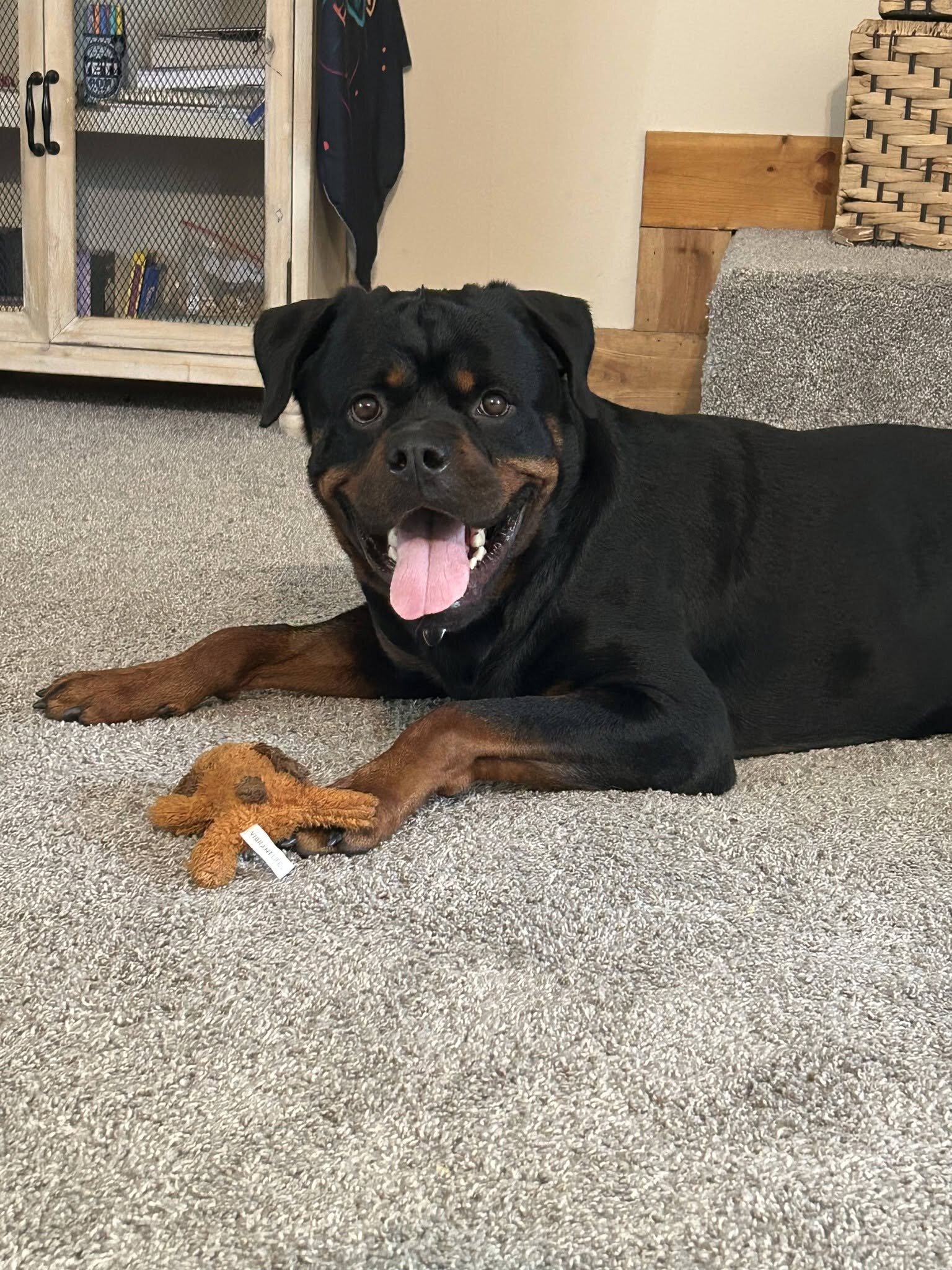3 year old male Rottweiler image 2