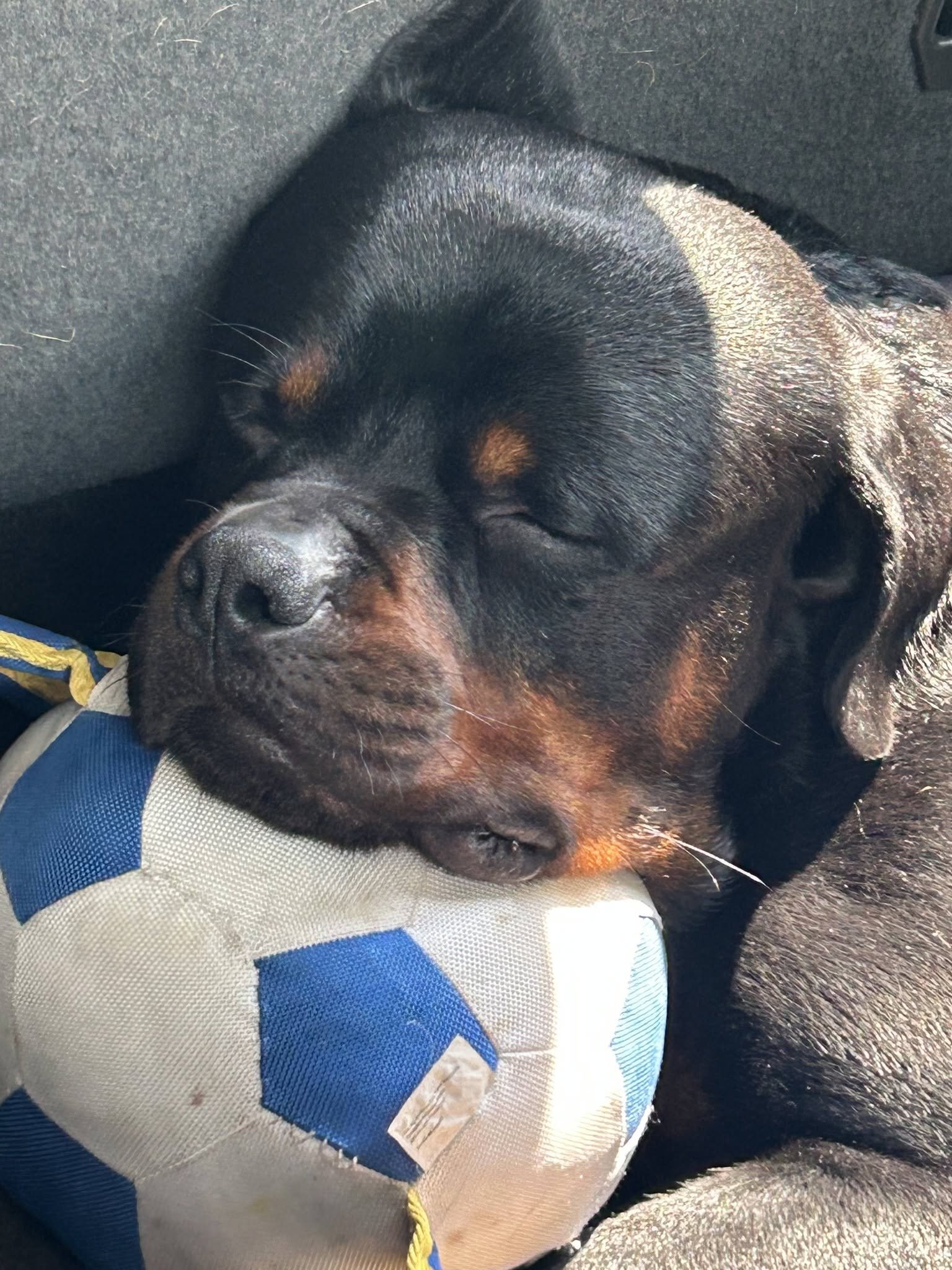 3 year old male Rottweiler image 1
