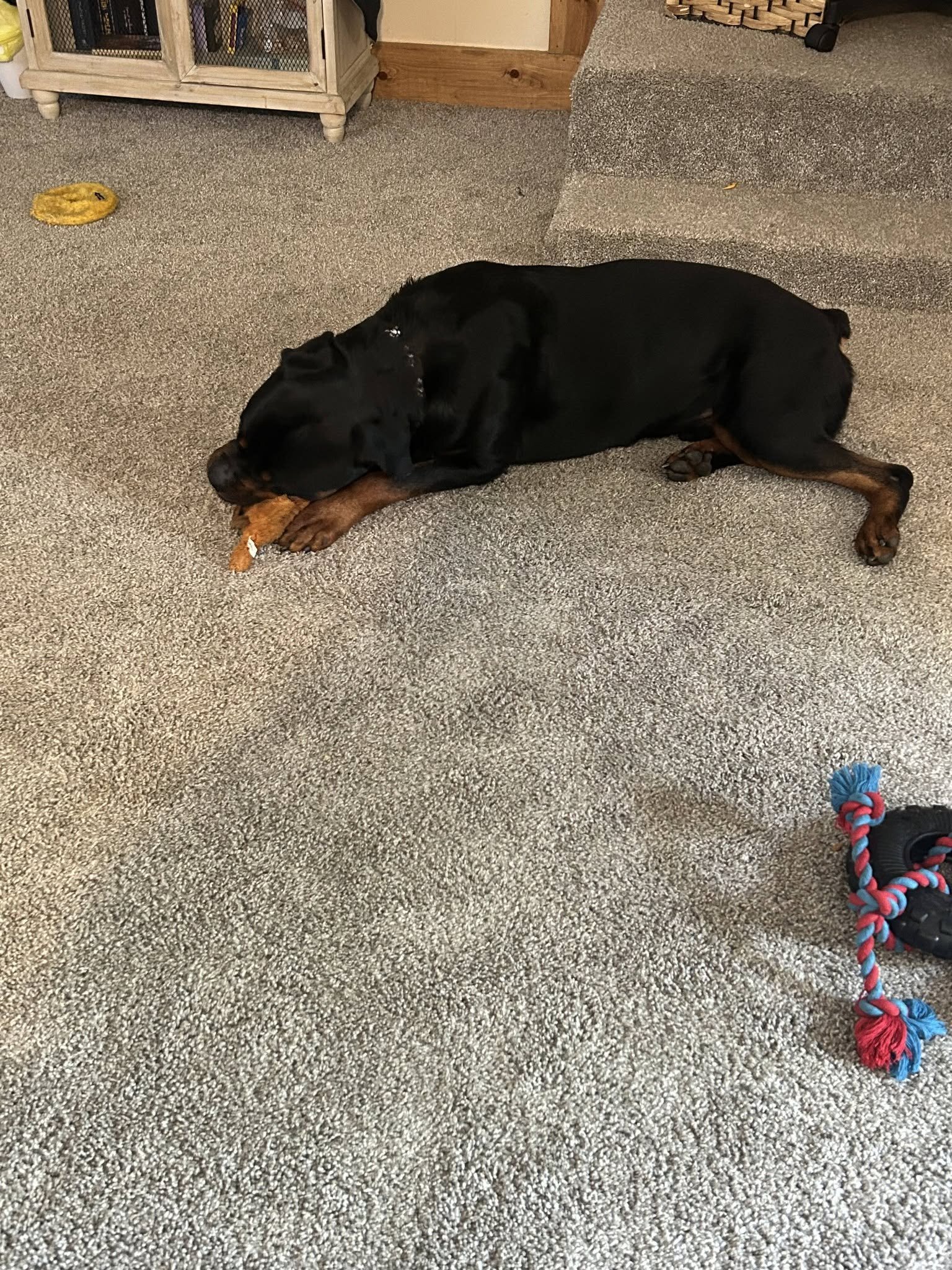 3 year old male Rottweiler image 4