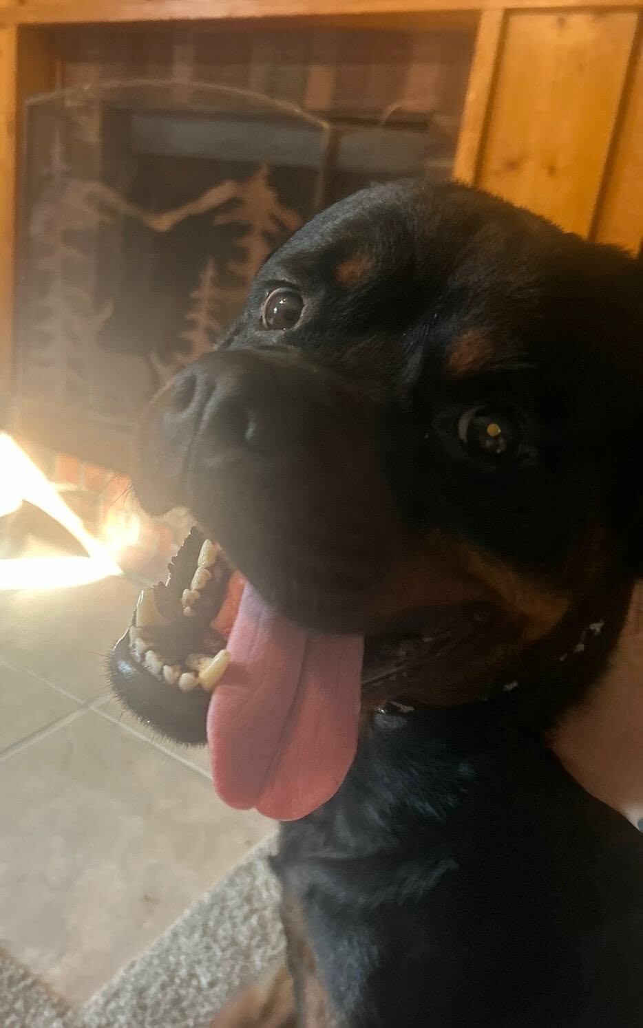 3 year old male Rottweiler image 3