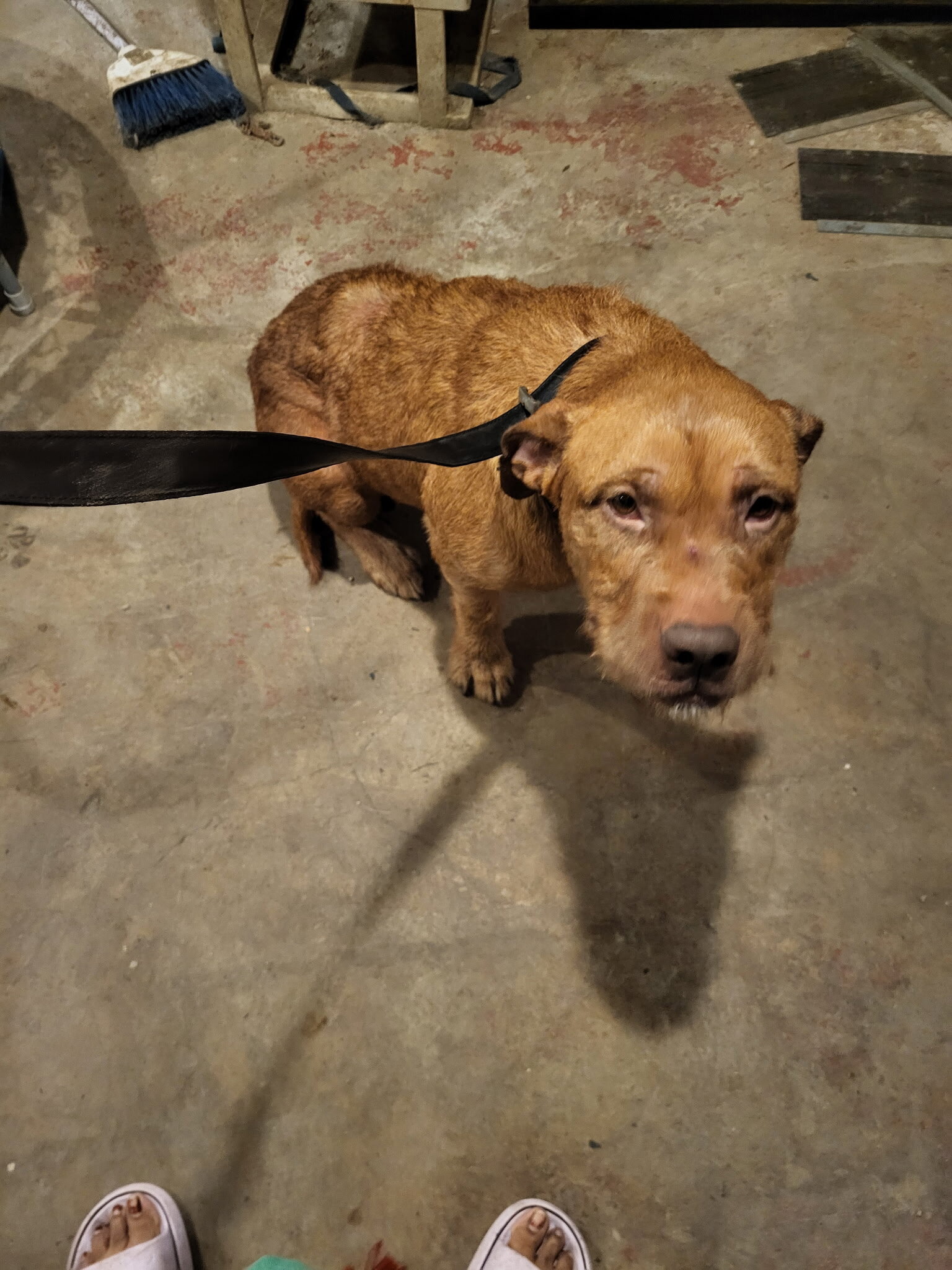 Beautiful Pitbull Mix image 1