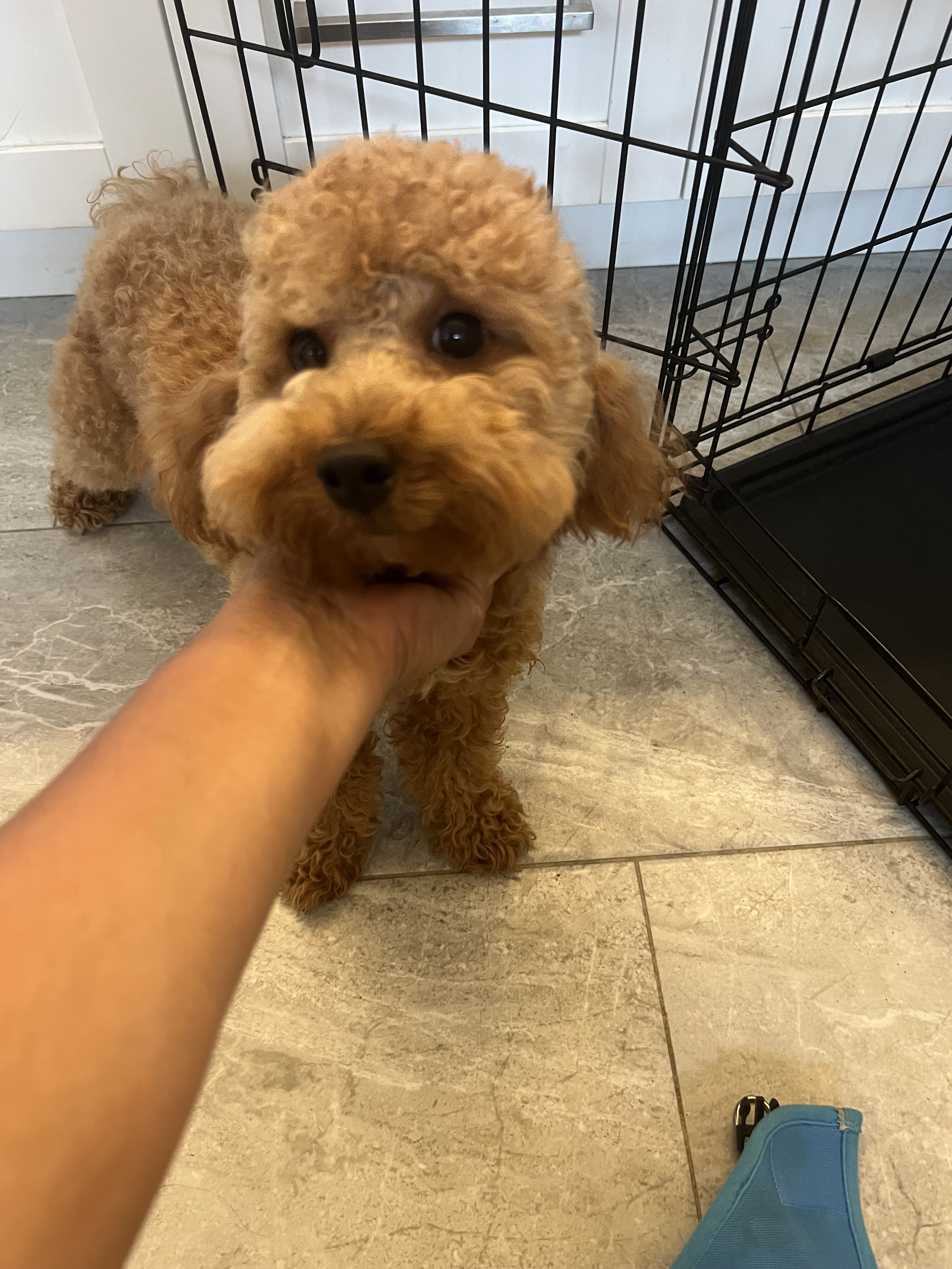 10 month toy poodle image 1