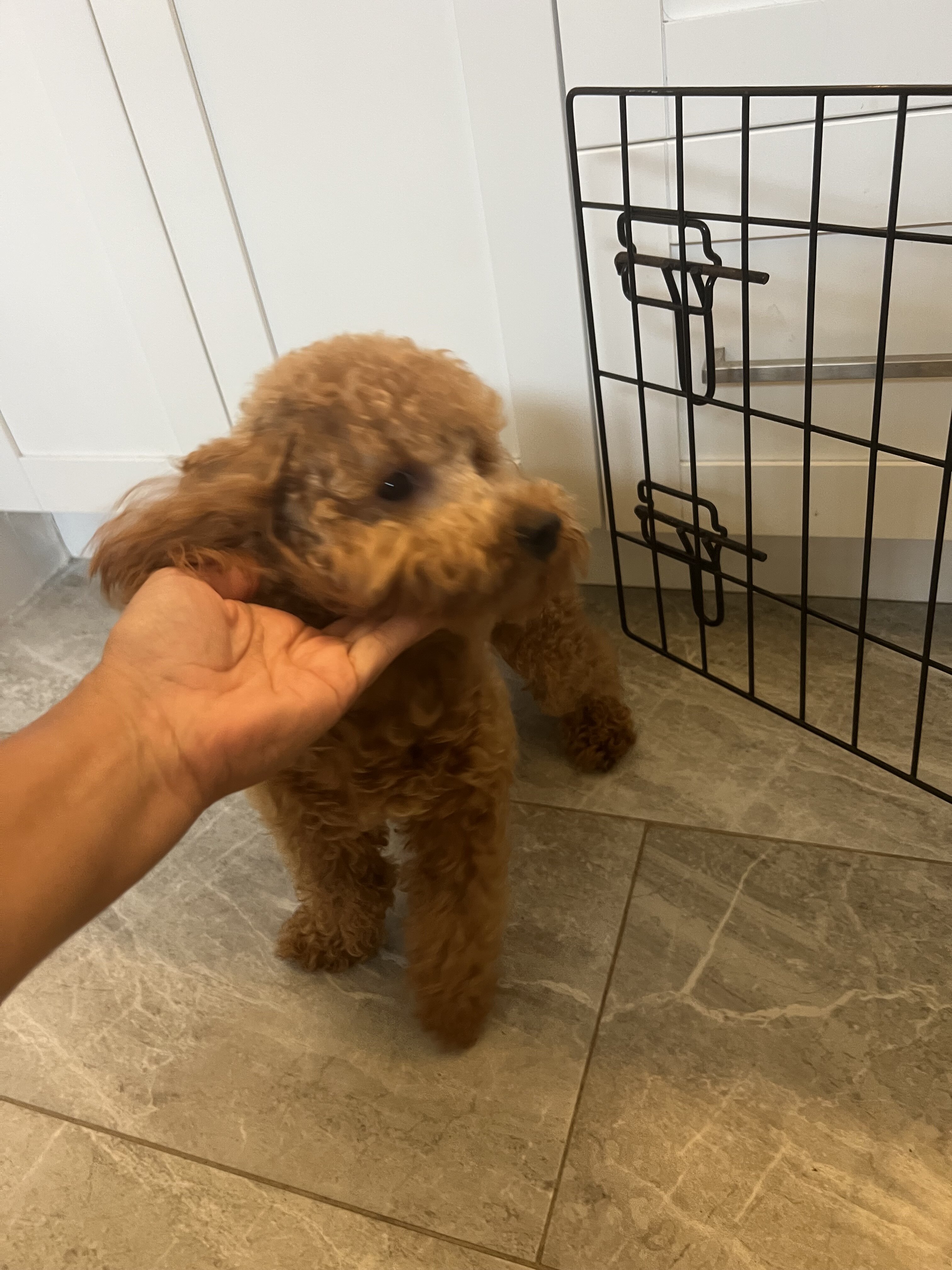 10 month toy poodle image 3