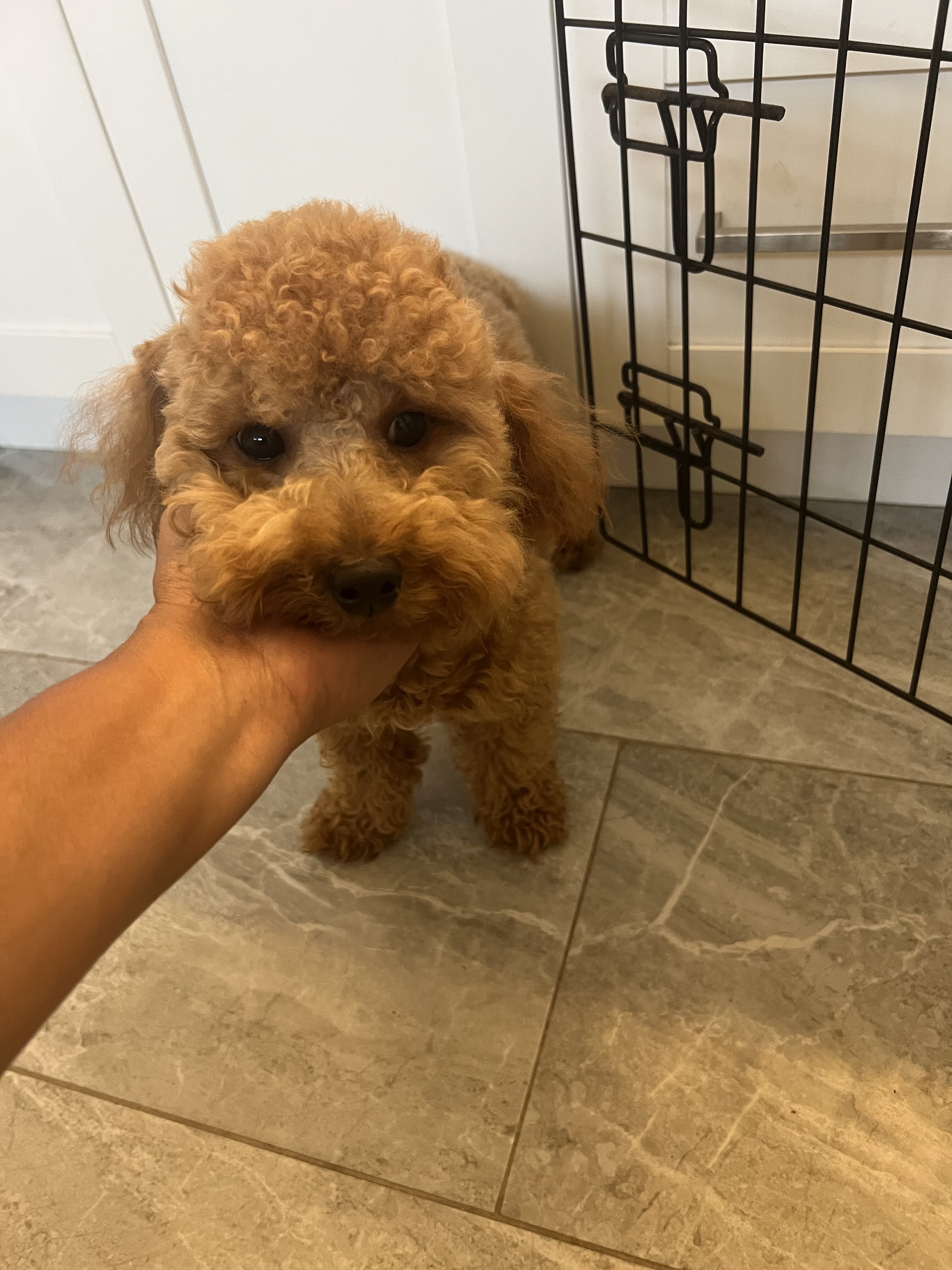 10 month toy poodle image 2