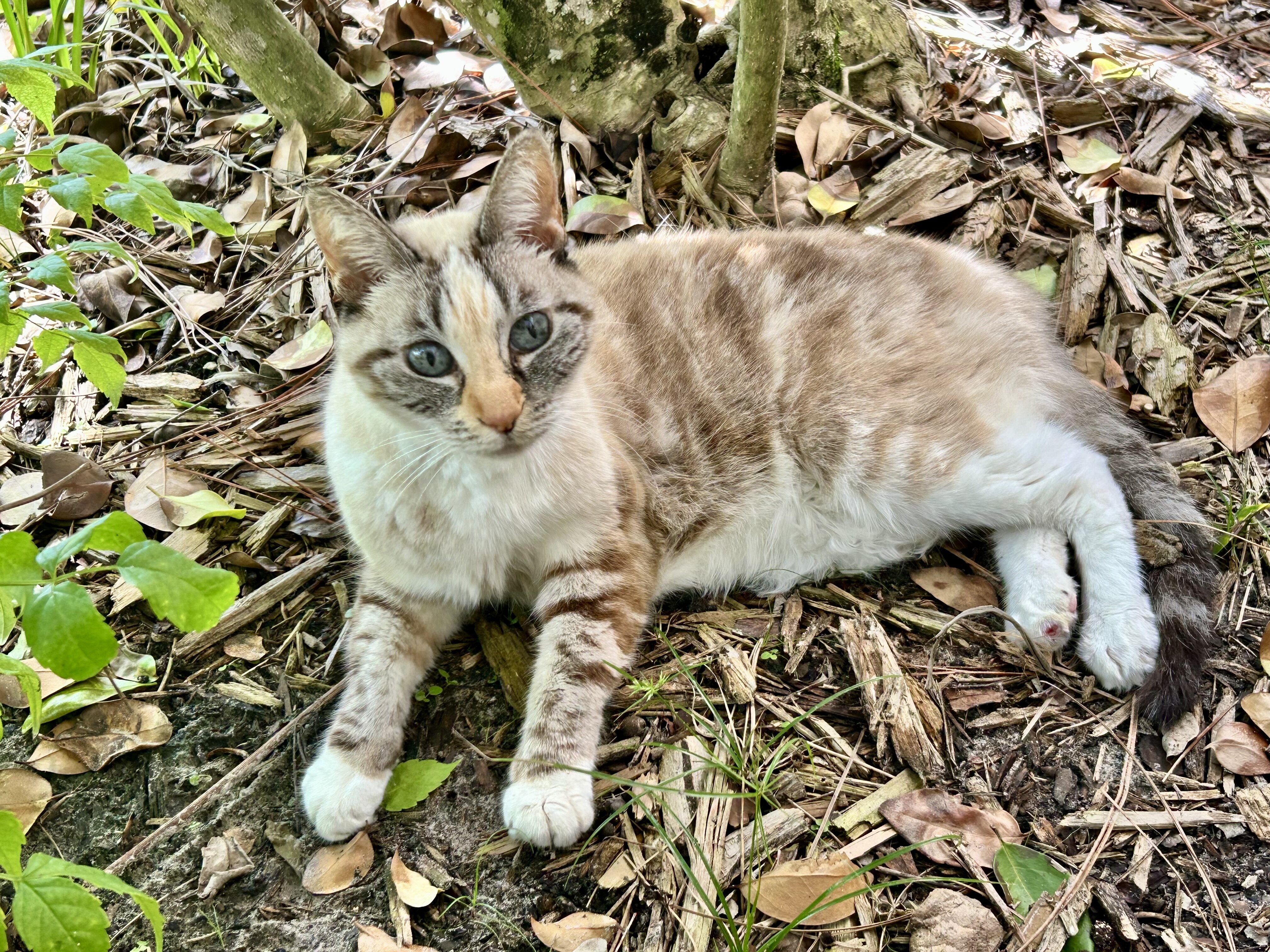 Gentle adult cat, outdoor/litter box trained image 1