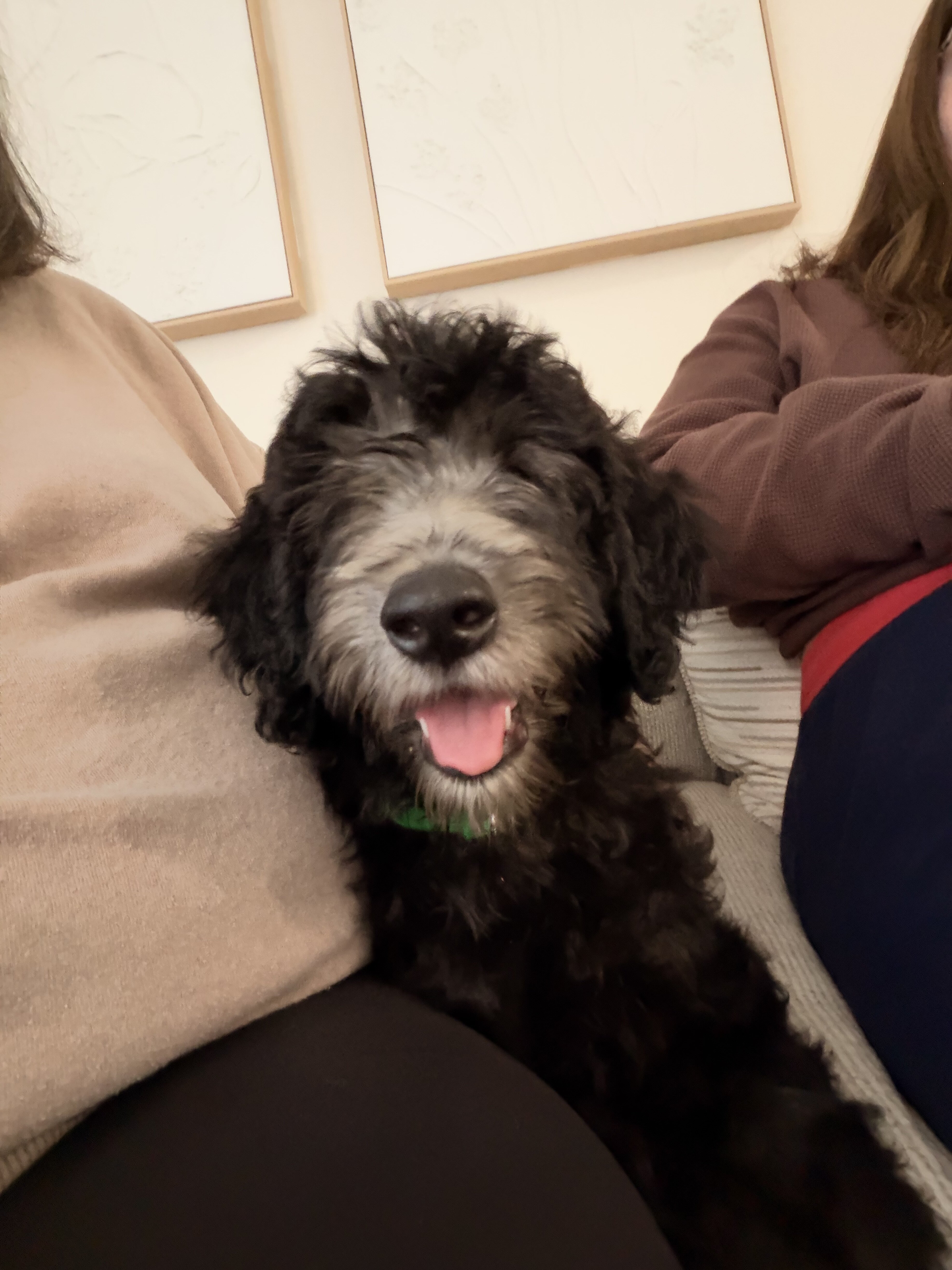 Male Goldendoodle F1b image 2
