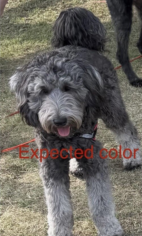 Male Goldendoodle F1b image 3