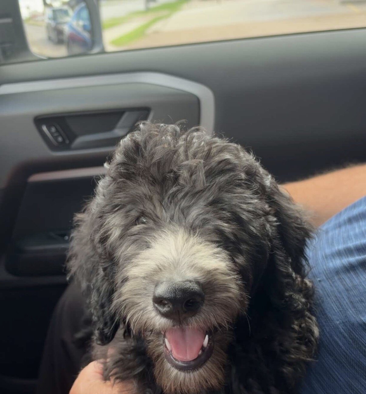 Male Goldendoodle F1b image 1
