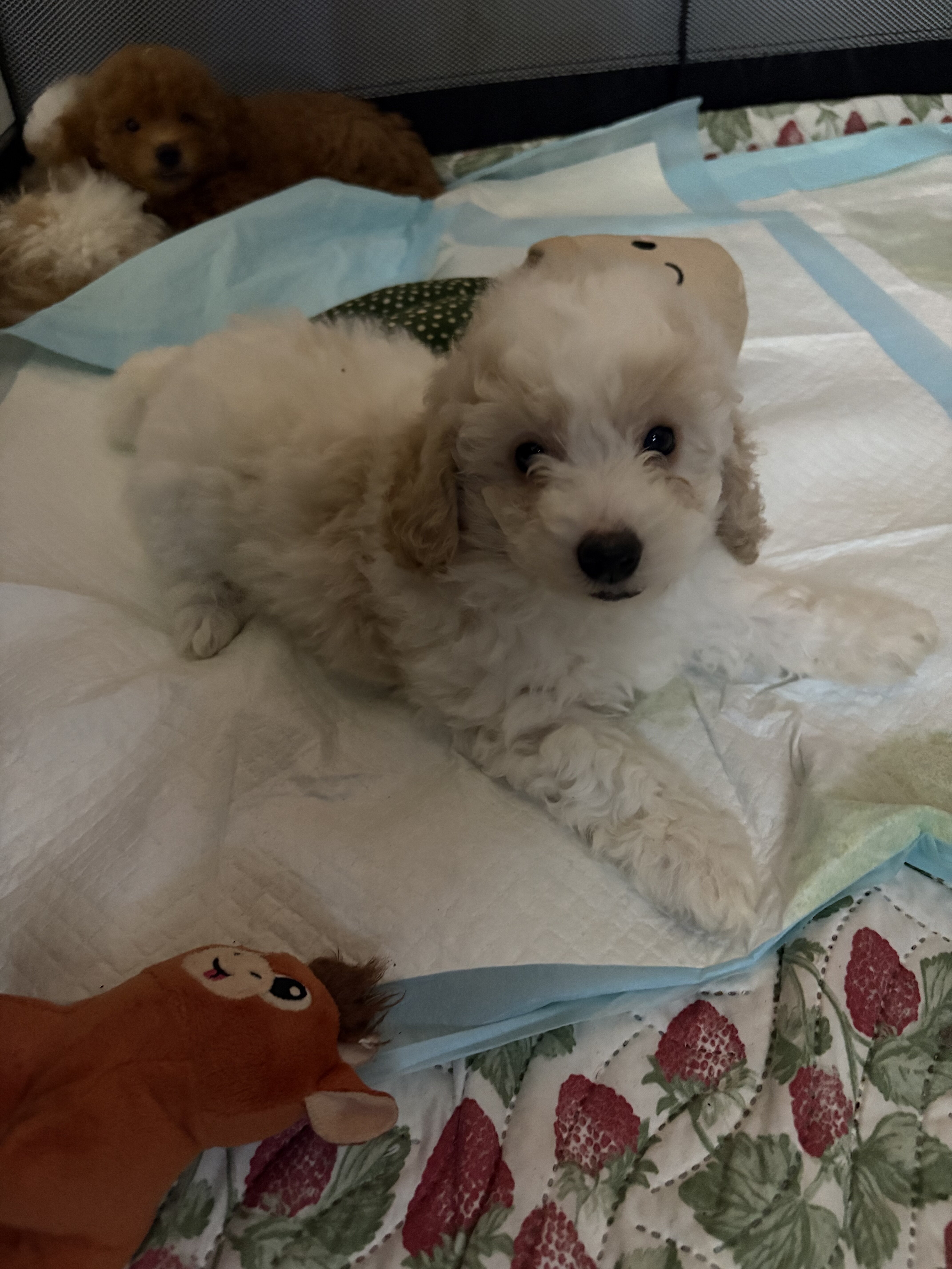 Toy poodle image 2