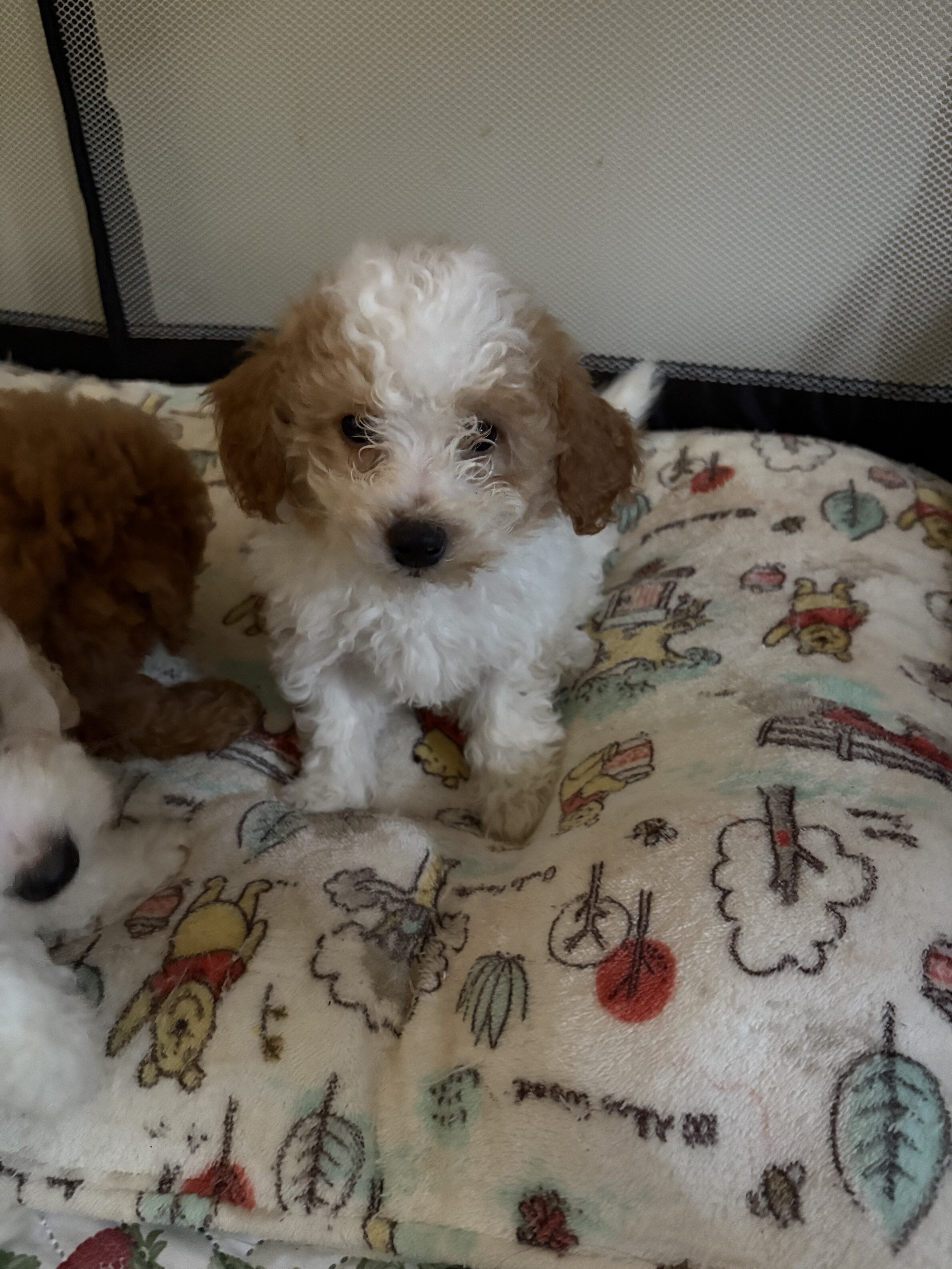 Toy poodle image 1
