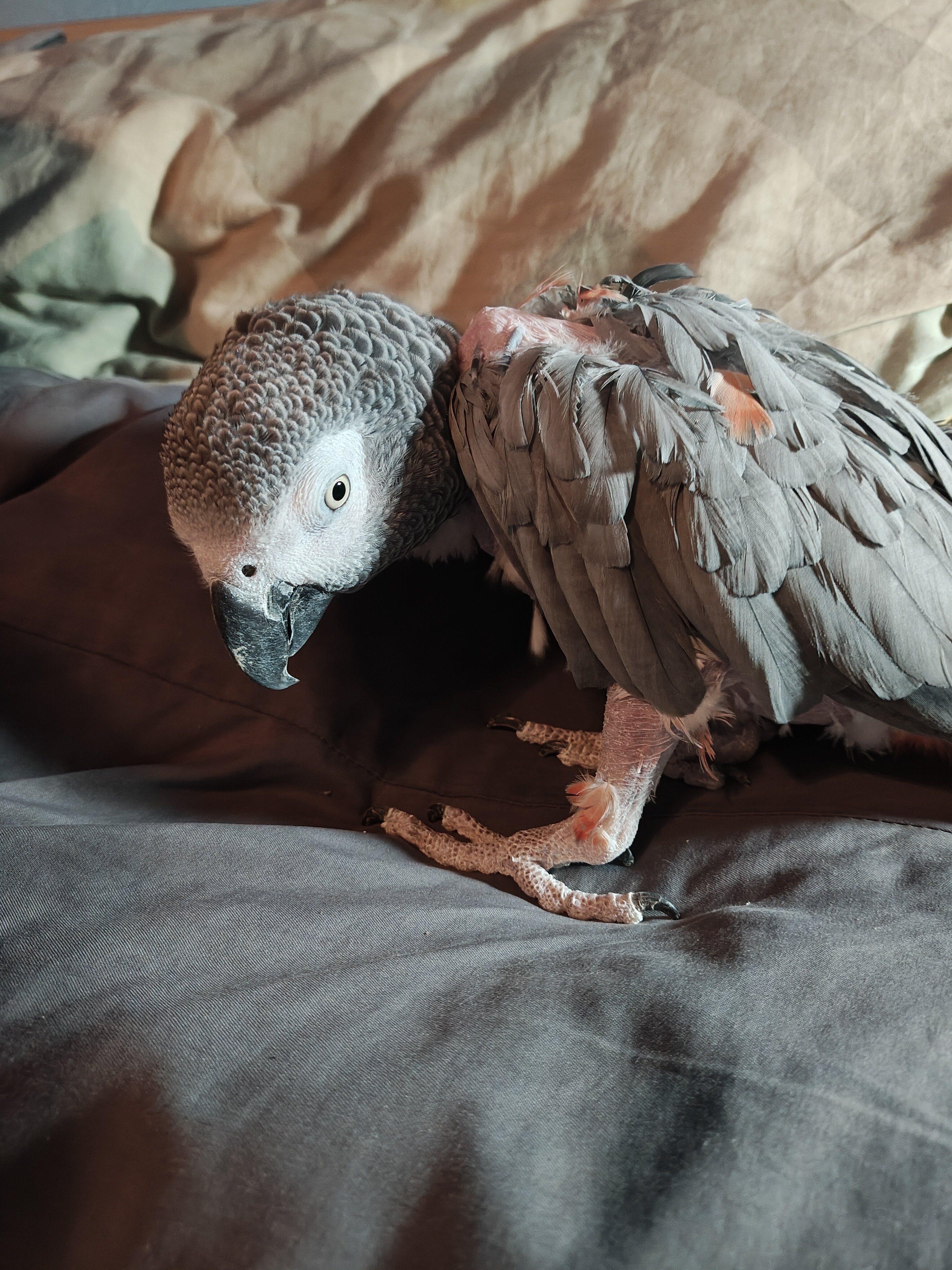 African Grey image 1