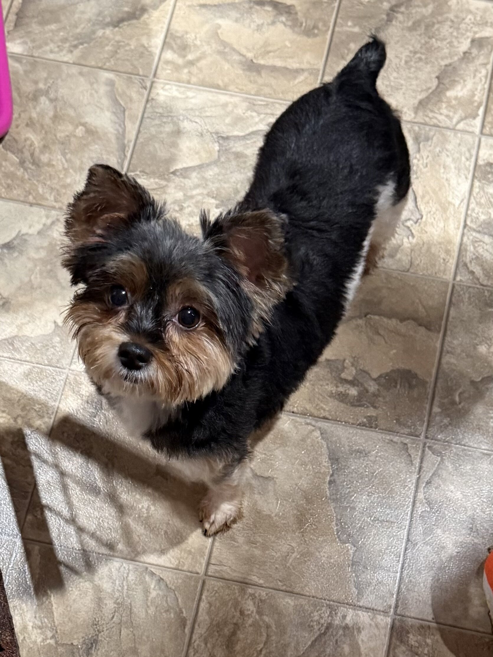 Parti Yorkies image 3