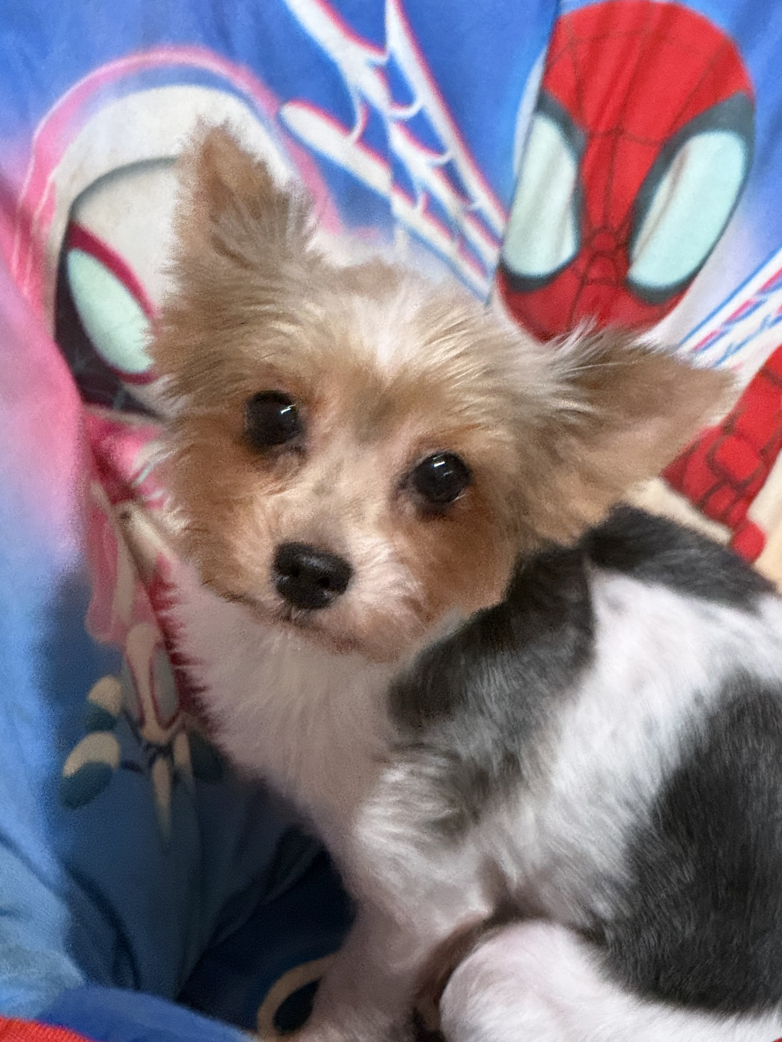 Parti Yorkies image 1