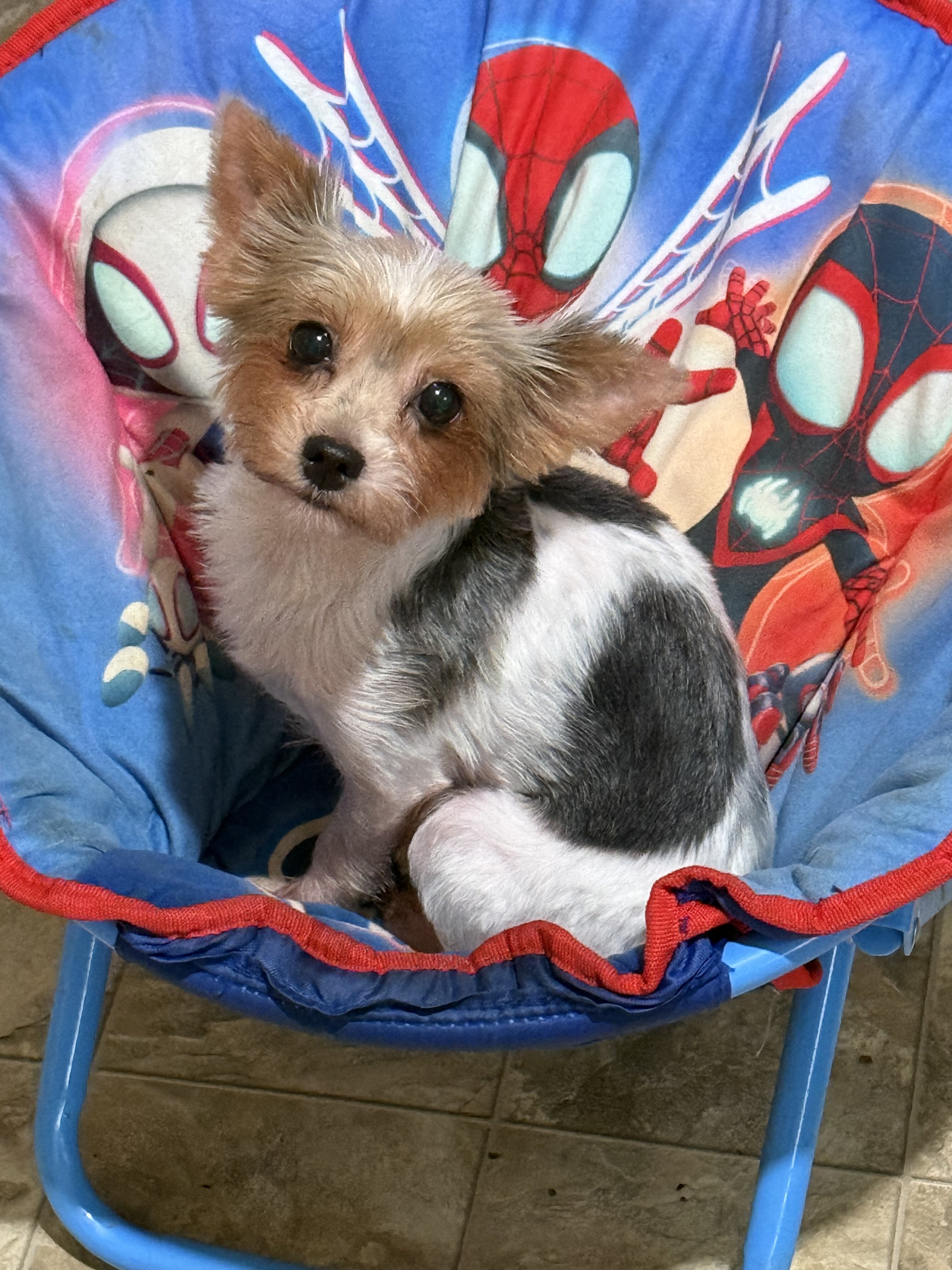 Parti Yorkies image 2