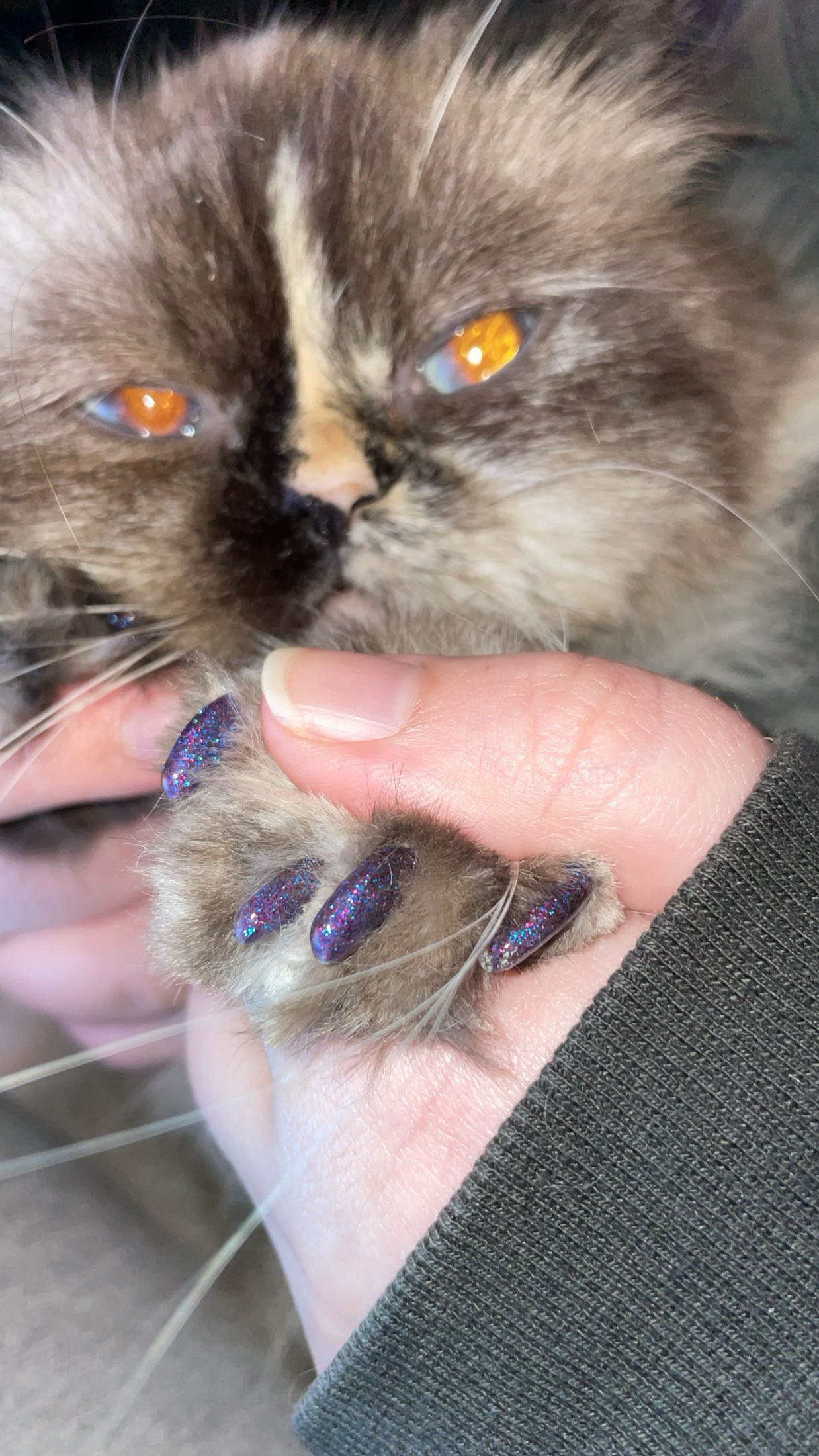 Female persian cat image 6