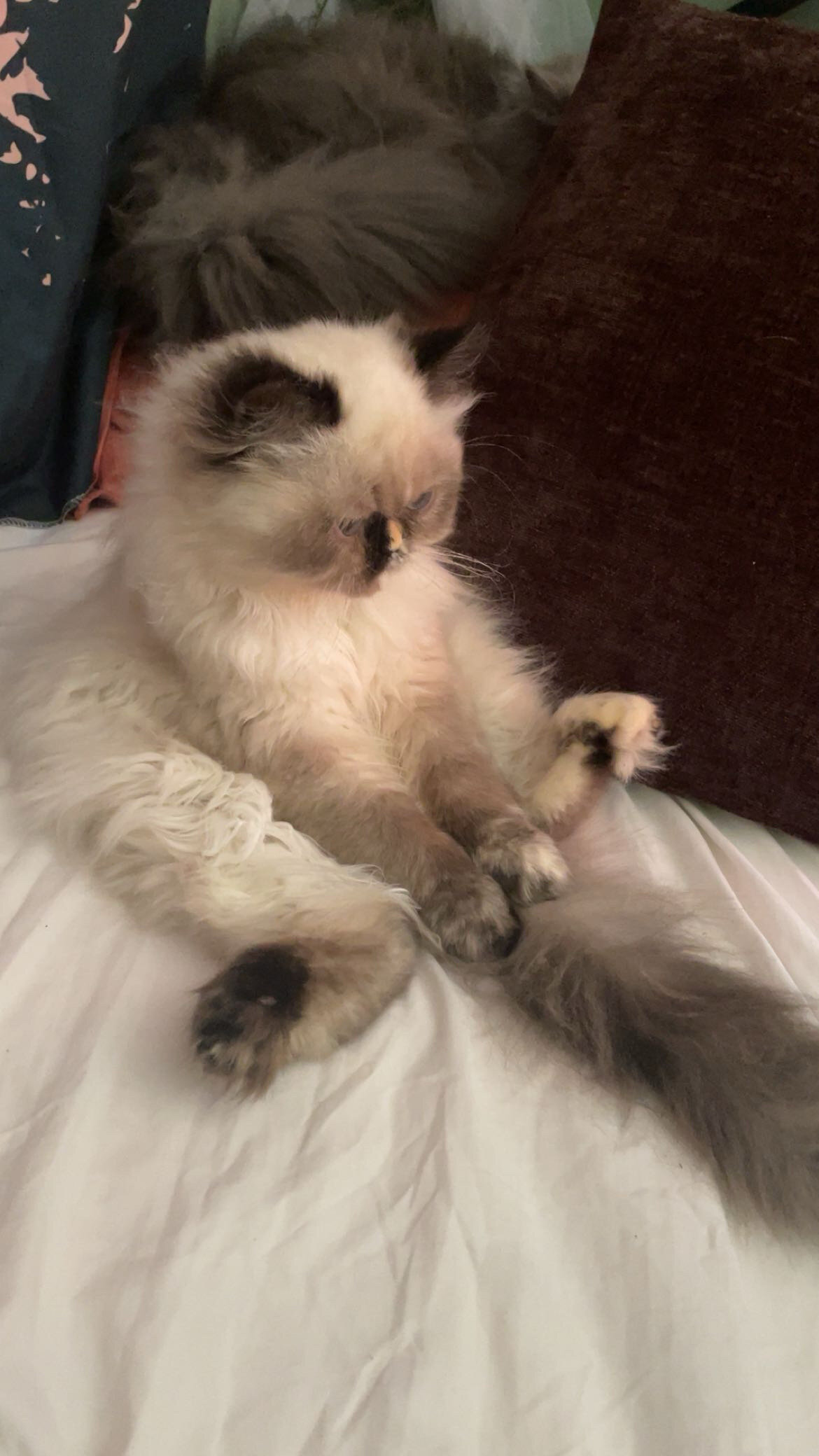 Female persian cat image 5