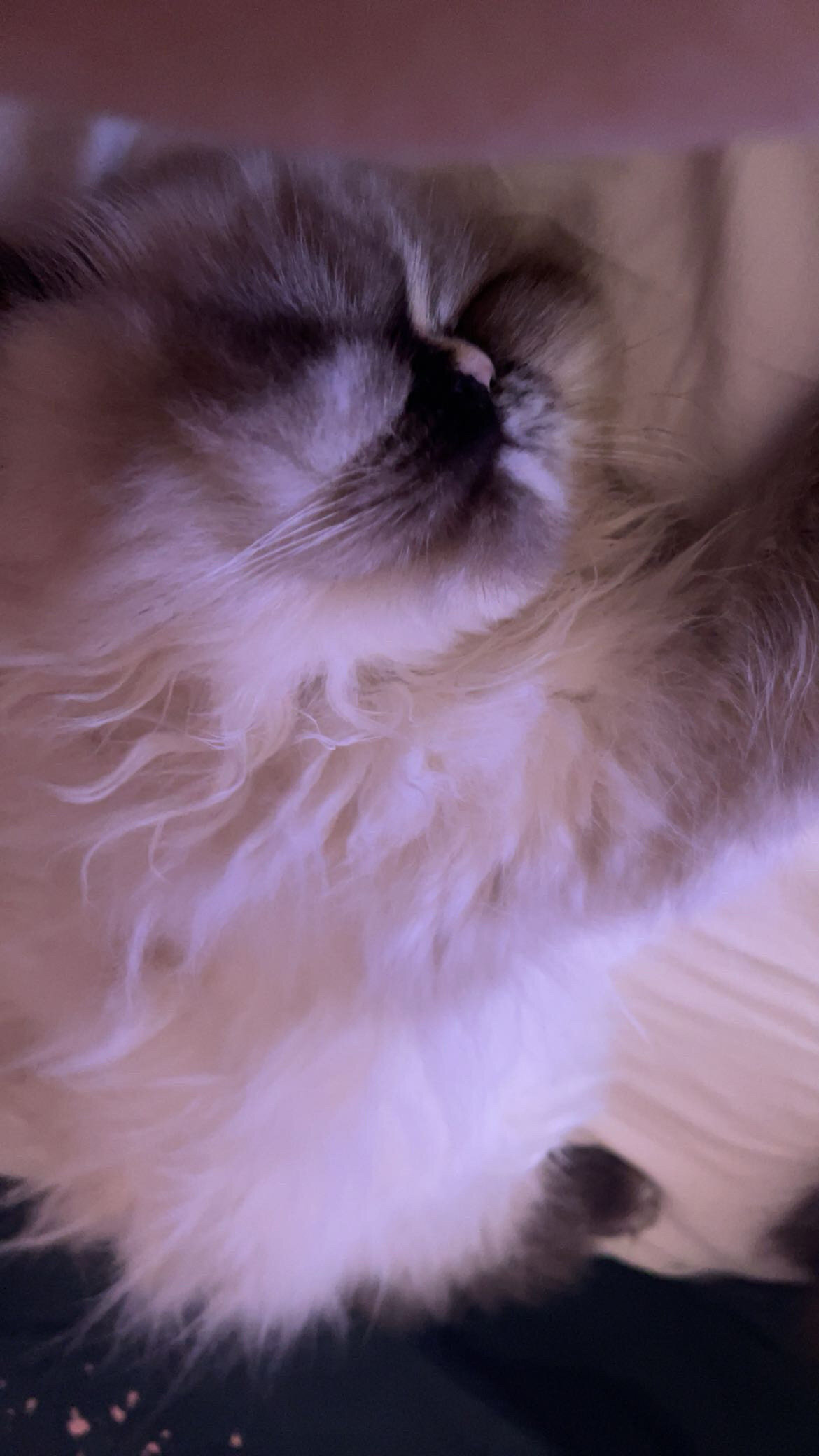 Female persian cat image 4