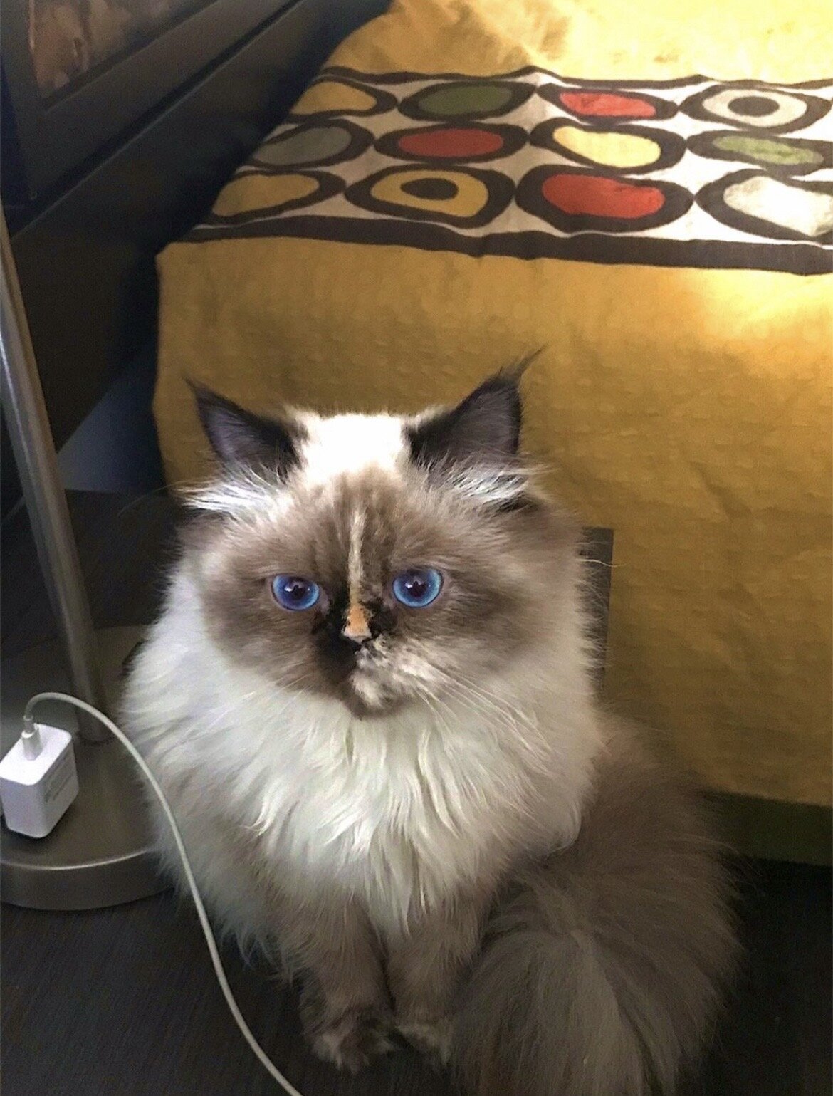Female persian cat image 2