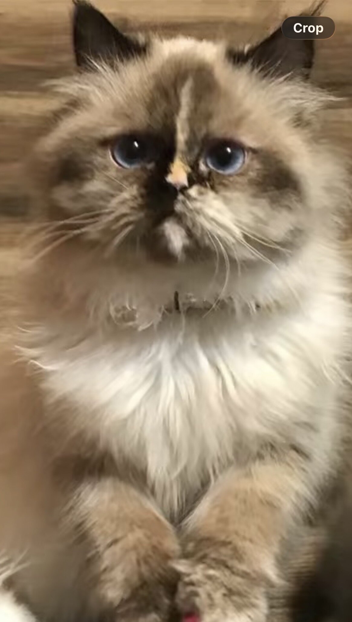 Female persian cat image 1
