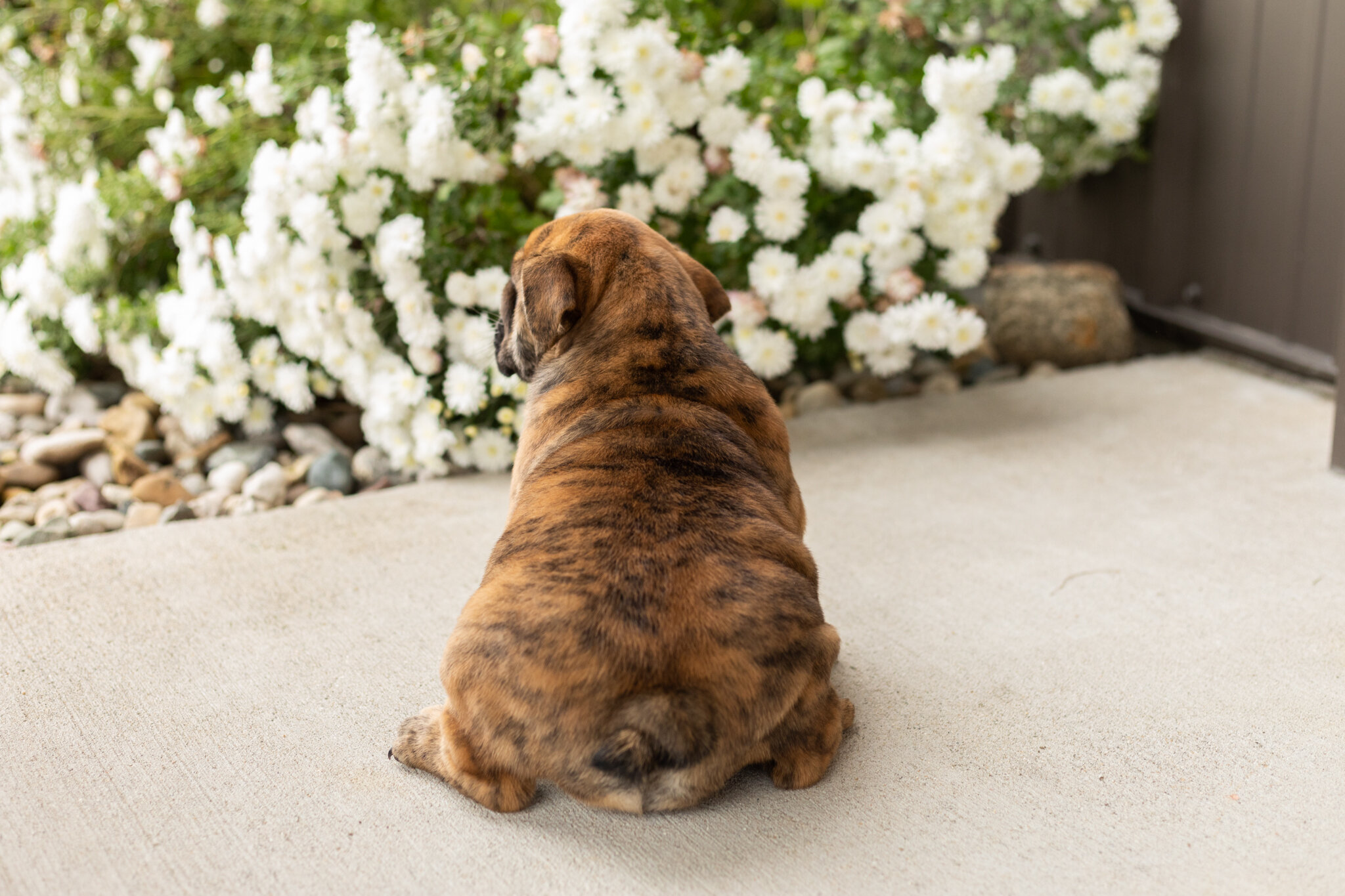 AKC English bulldog female pup in Indiana (Bella) image 7