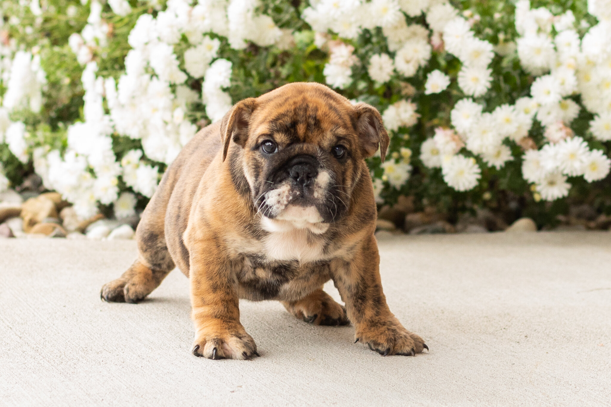 AKC English bulldog female pup in Indiana (Bella) image 5