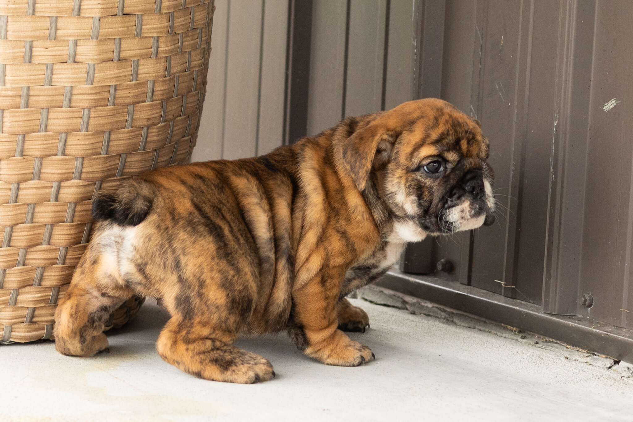 AKC English bulldog female pup in Indiana (Bella) image 2